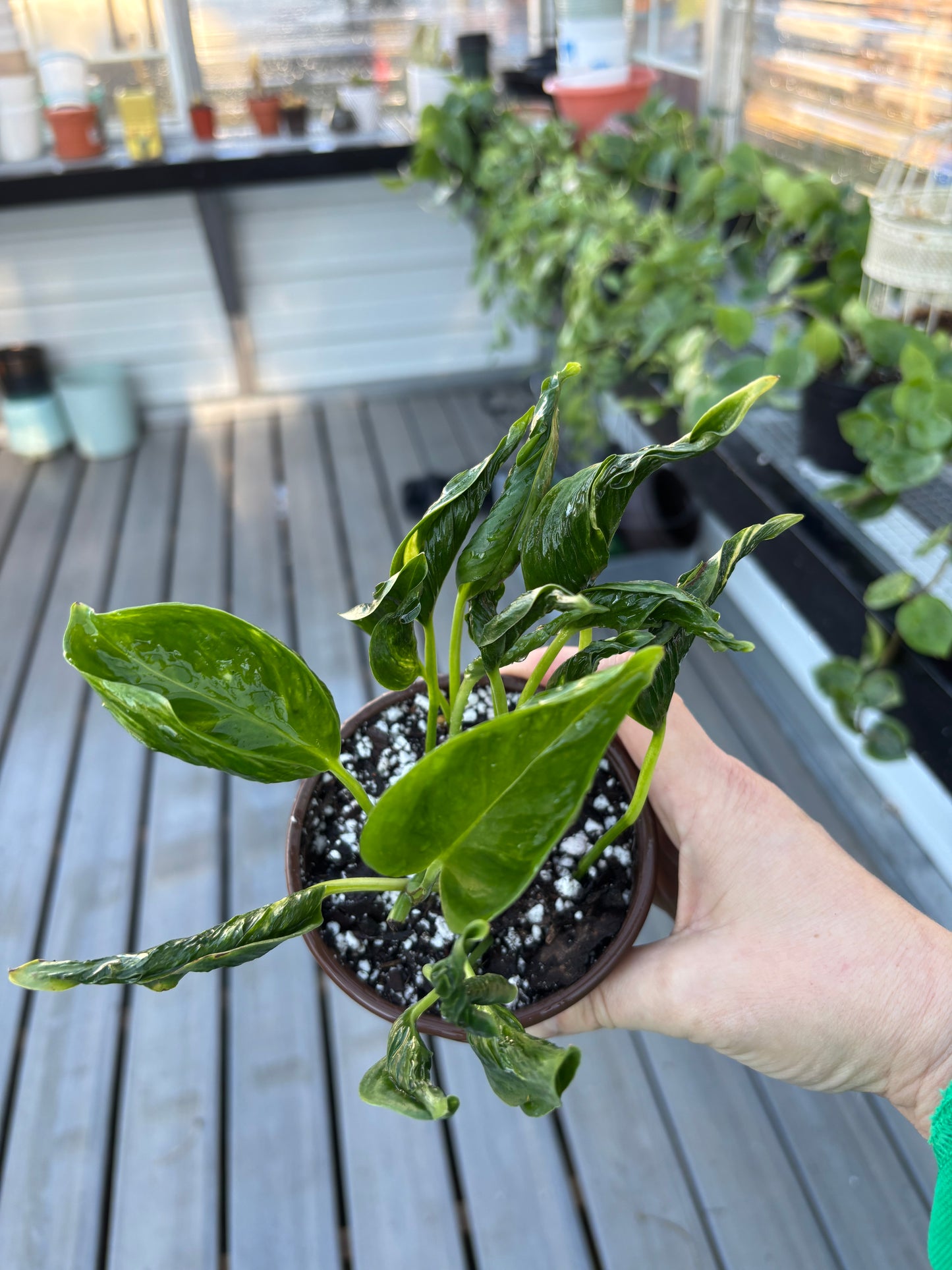 Pothos Shangri-La *Rare