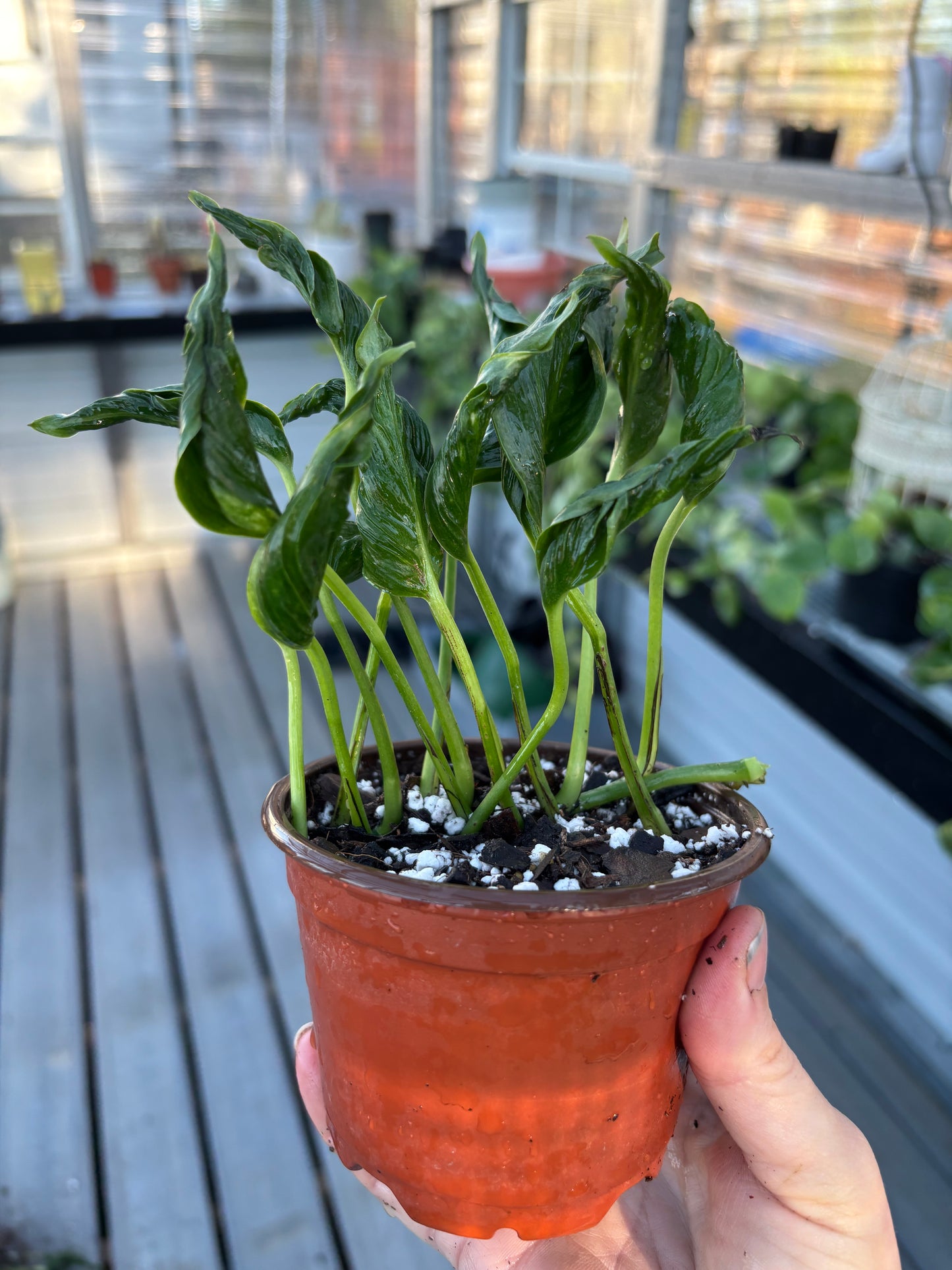 Pothos Shangri-La *Rare