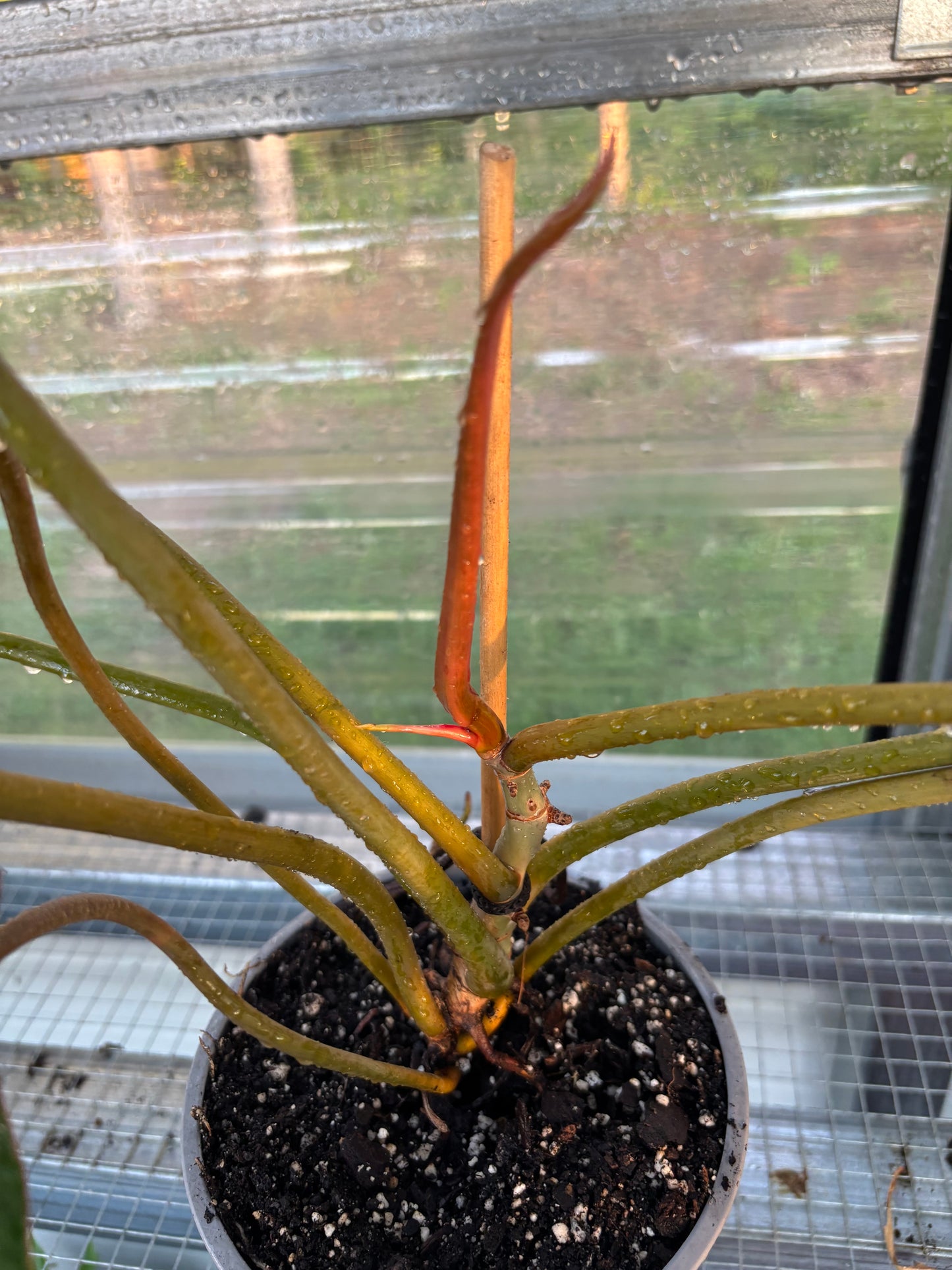 Philodendron Billietiae 6" Pot