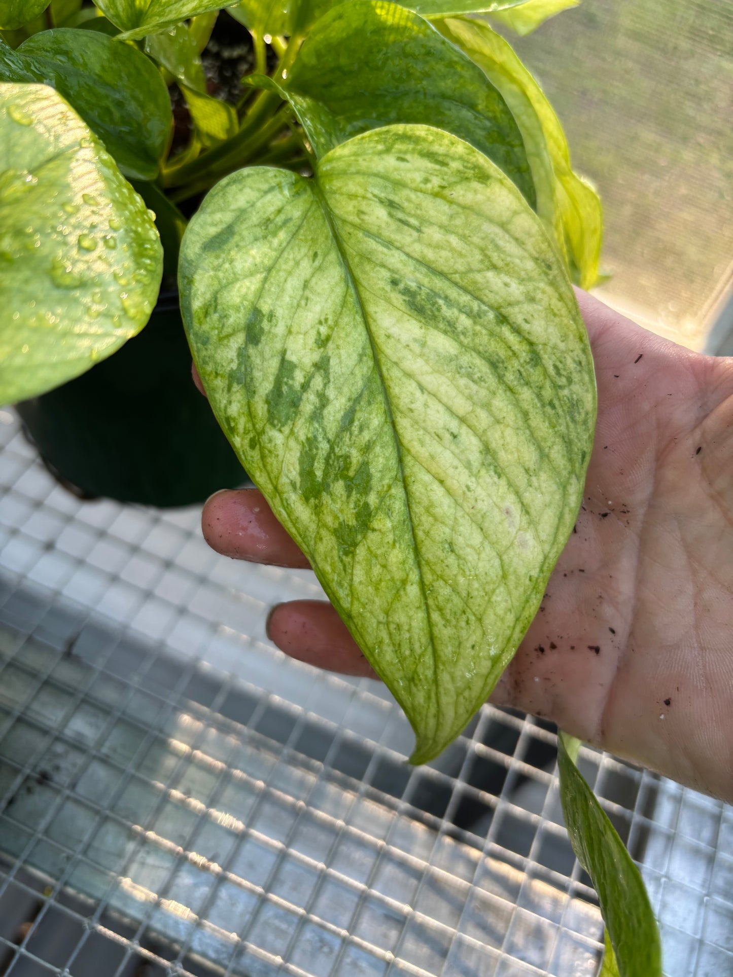 Pothos Jessina