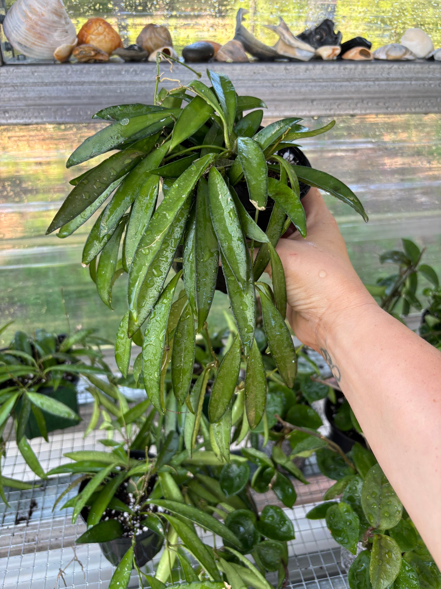 Hoya Wayetii