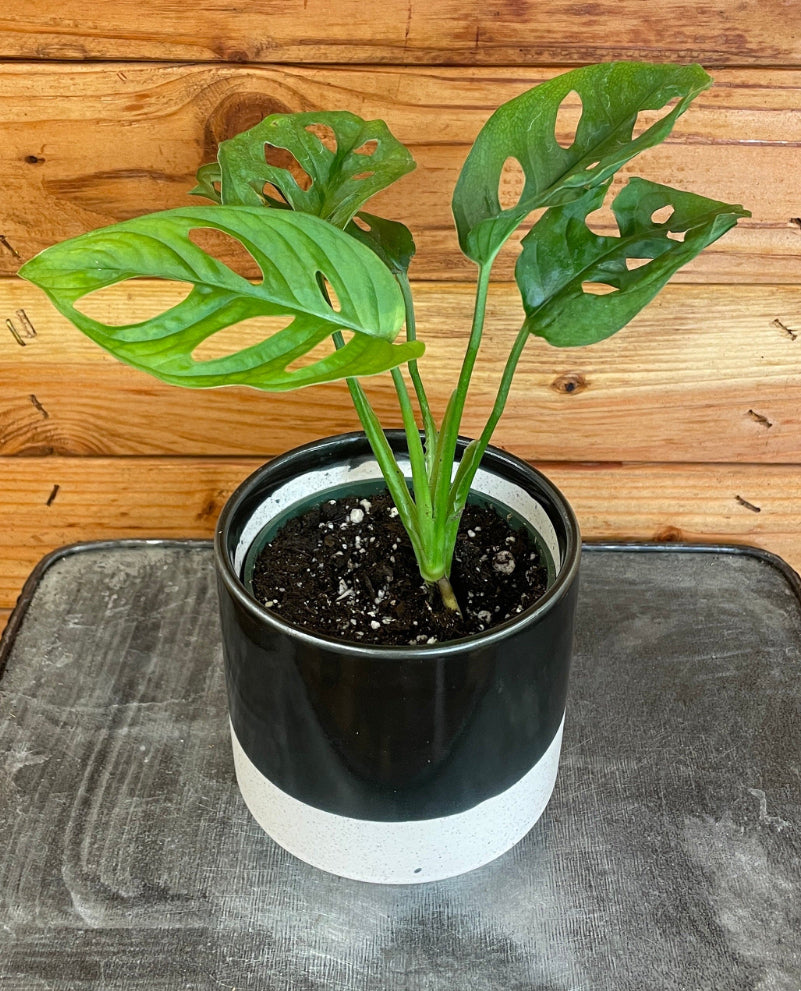 Monstera Adansonii “Swiss Cheese”