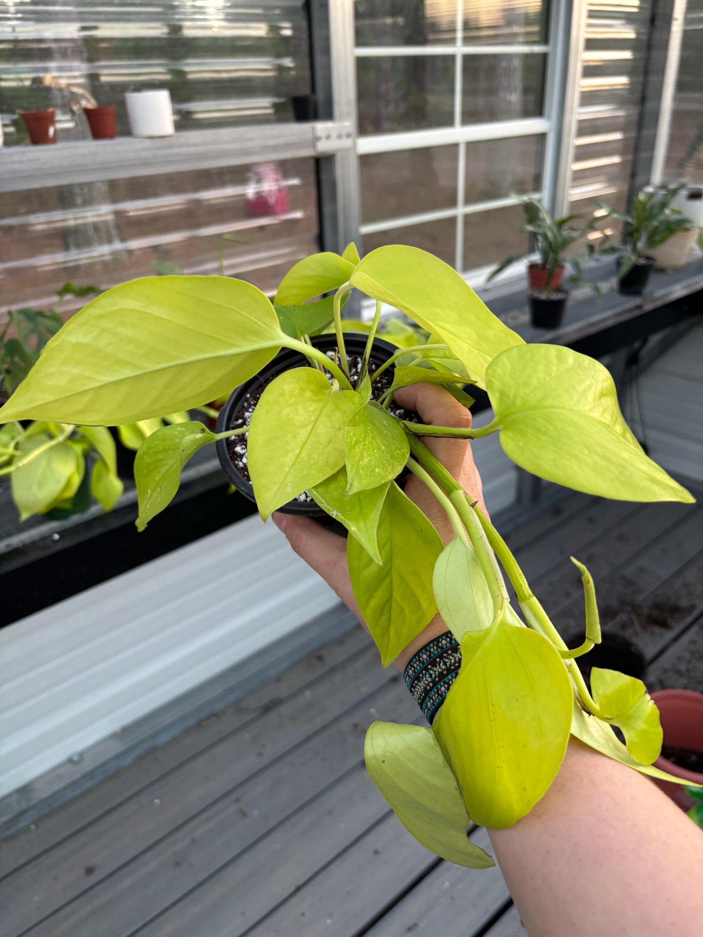 Pothos ‘Neon’