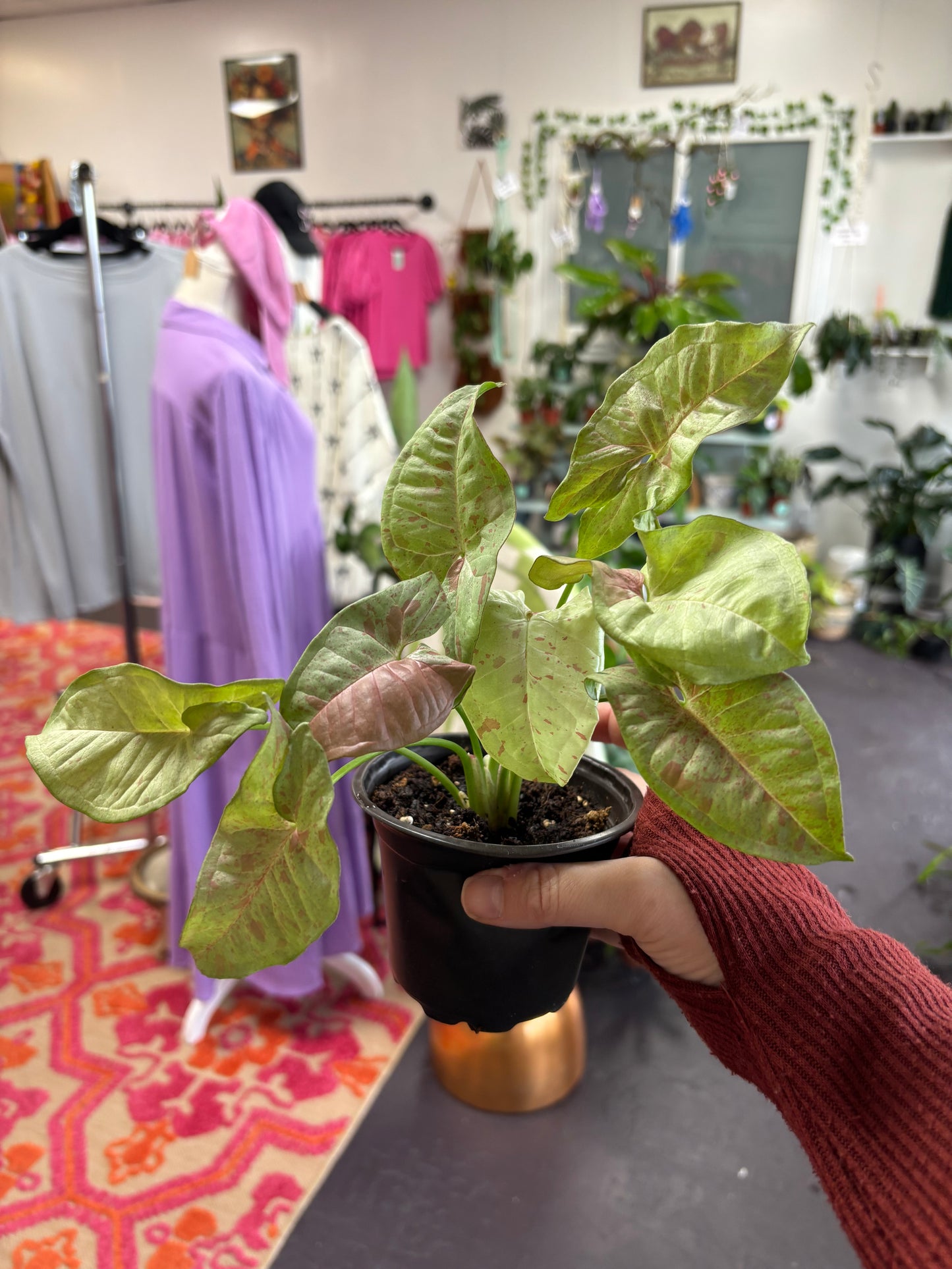 Syngonium Milk Confetti