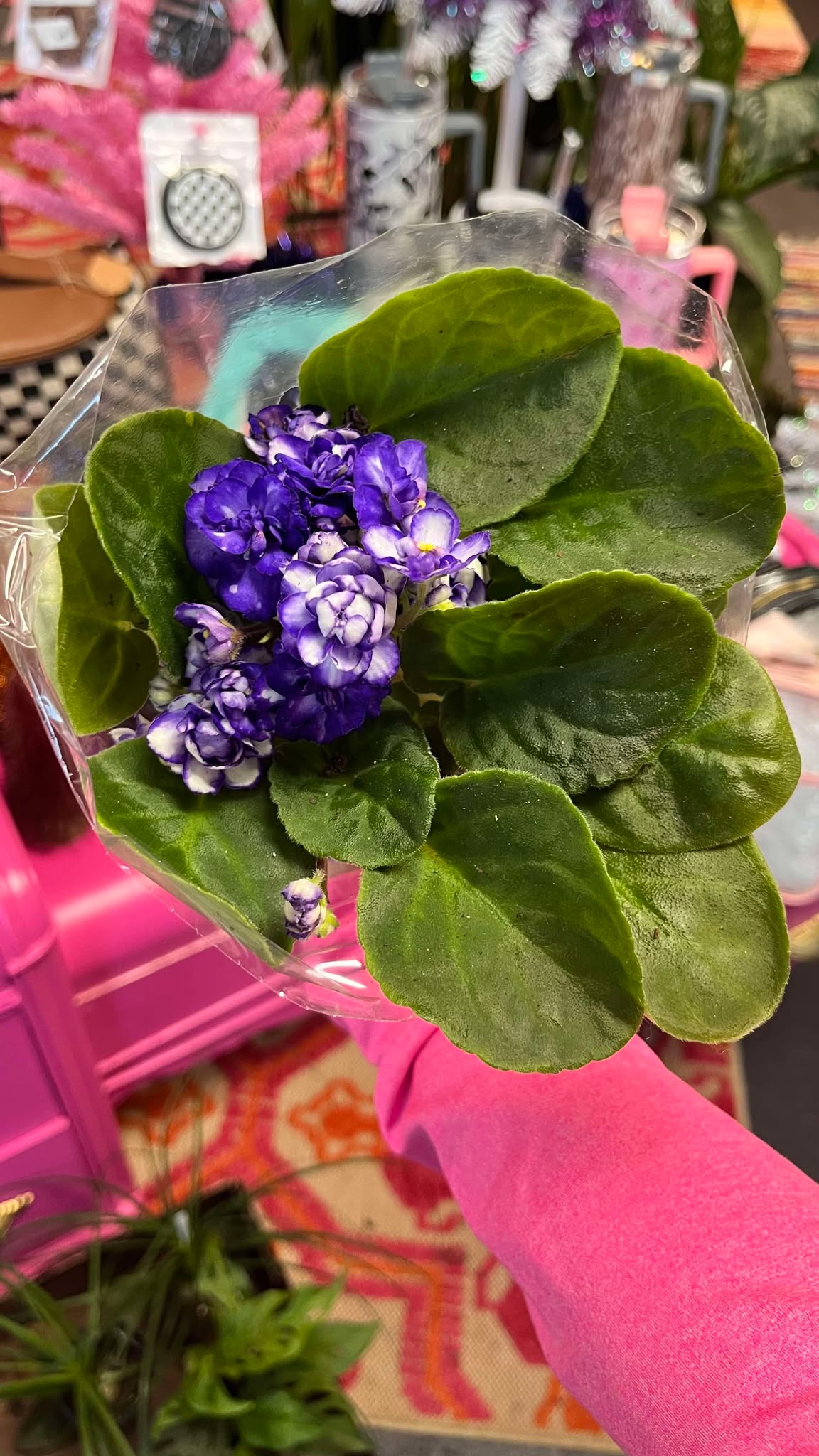 African Violet