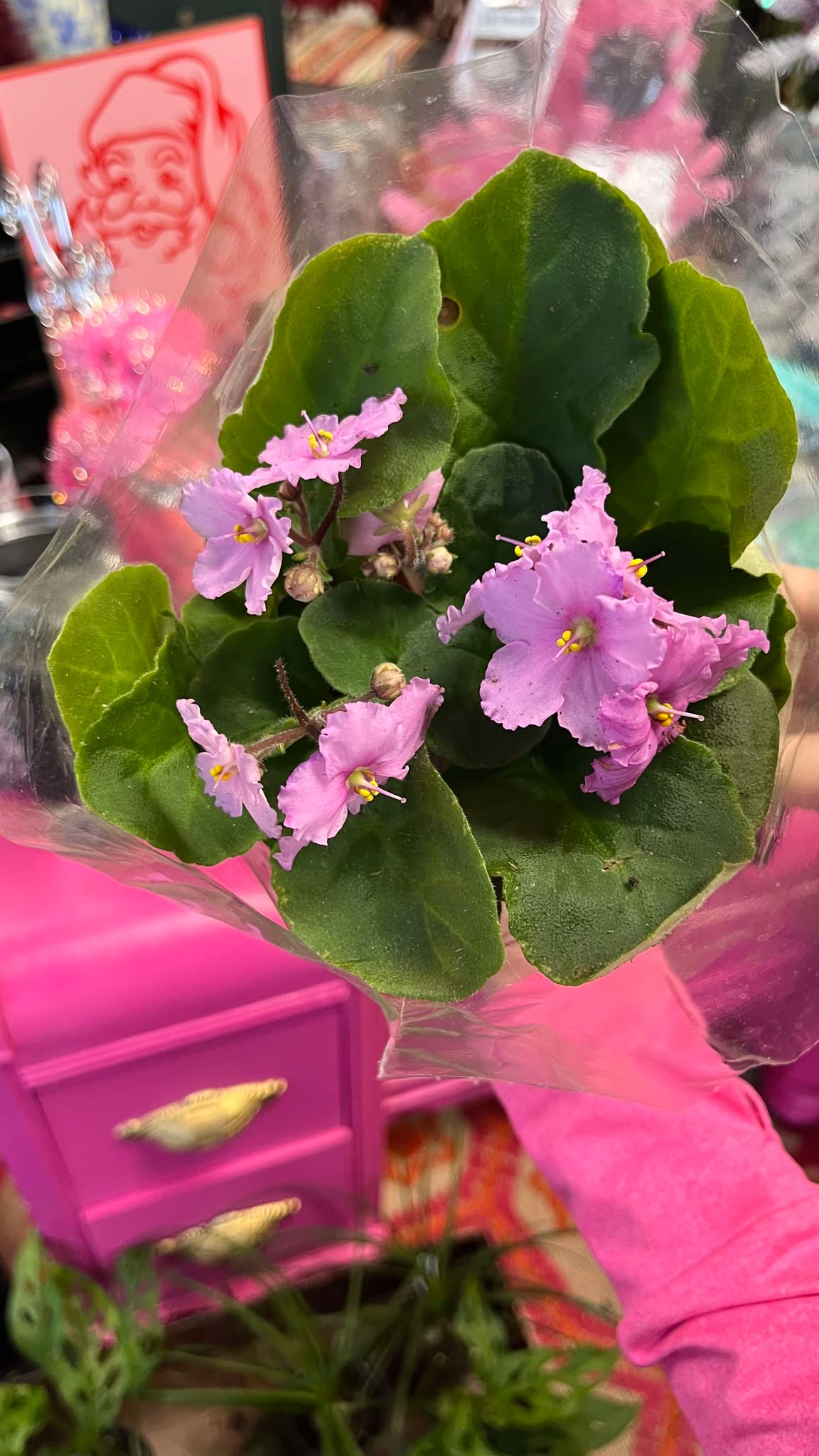 African Violet