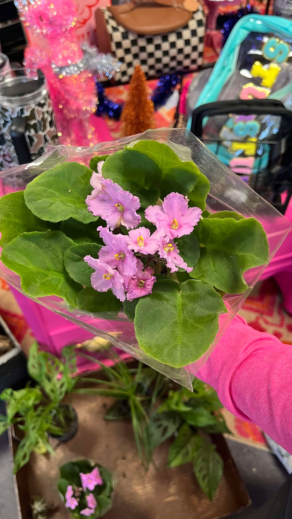 African Violet
