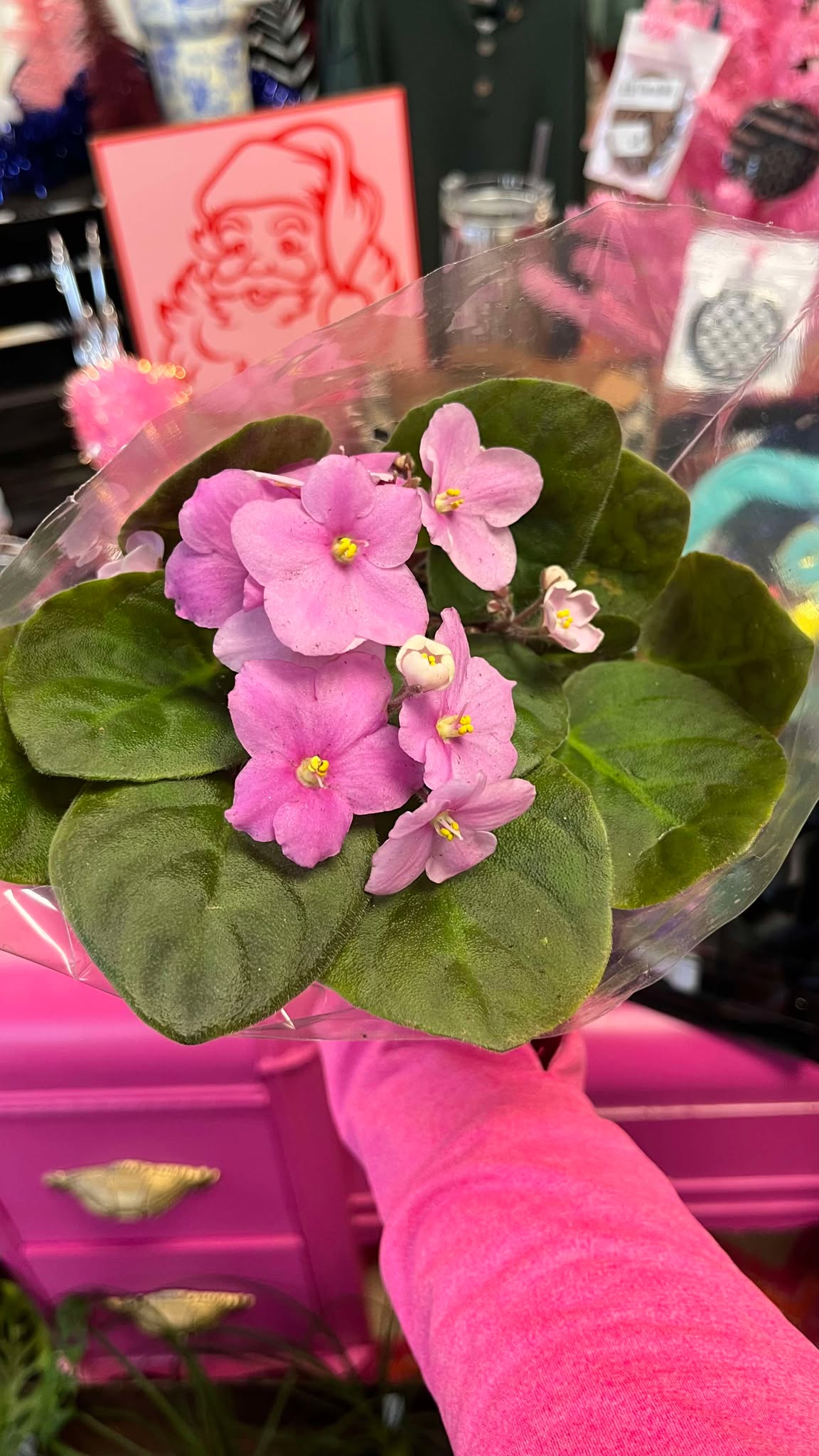 African Violet