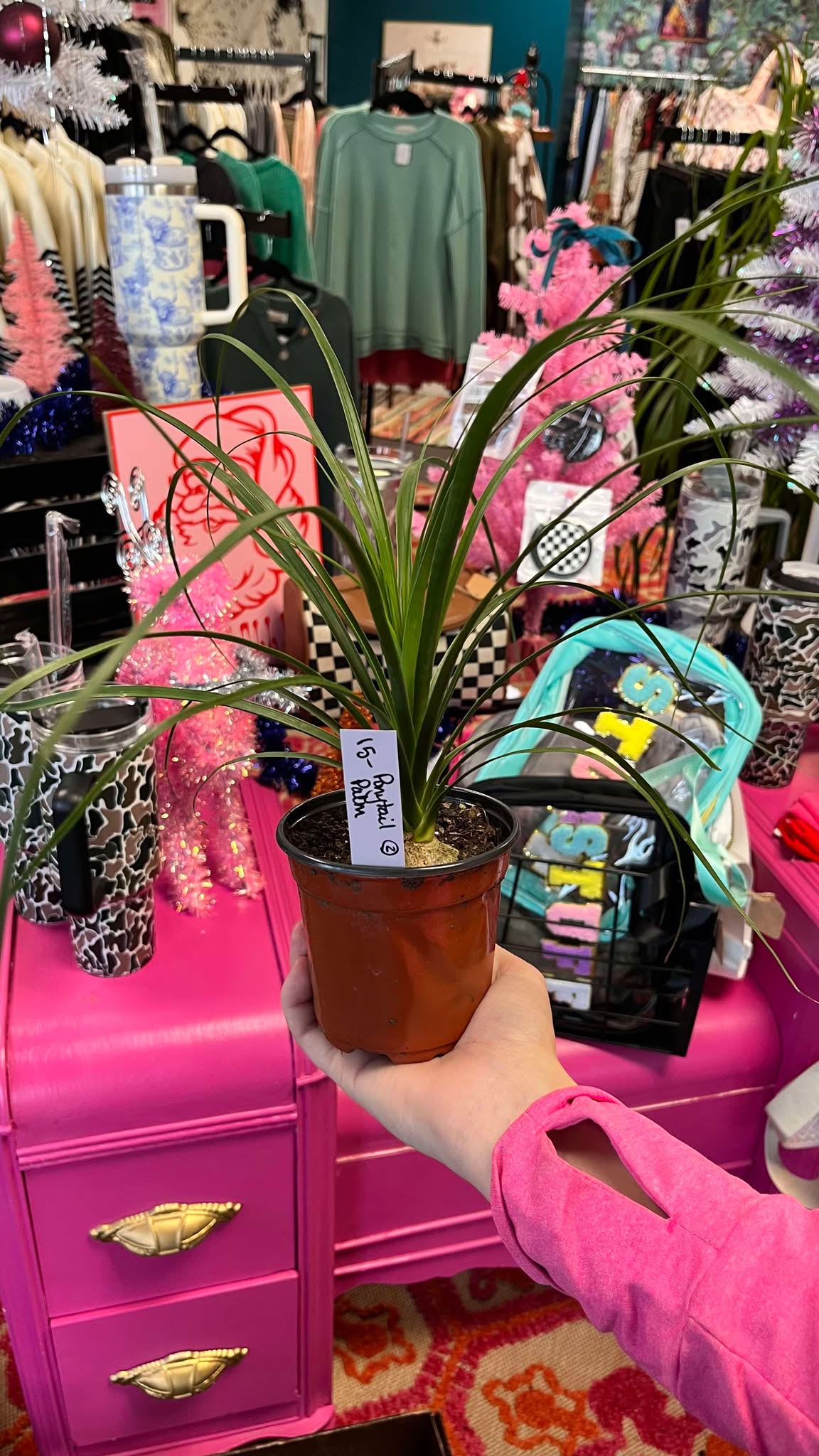 Ponytail Palm