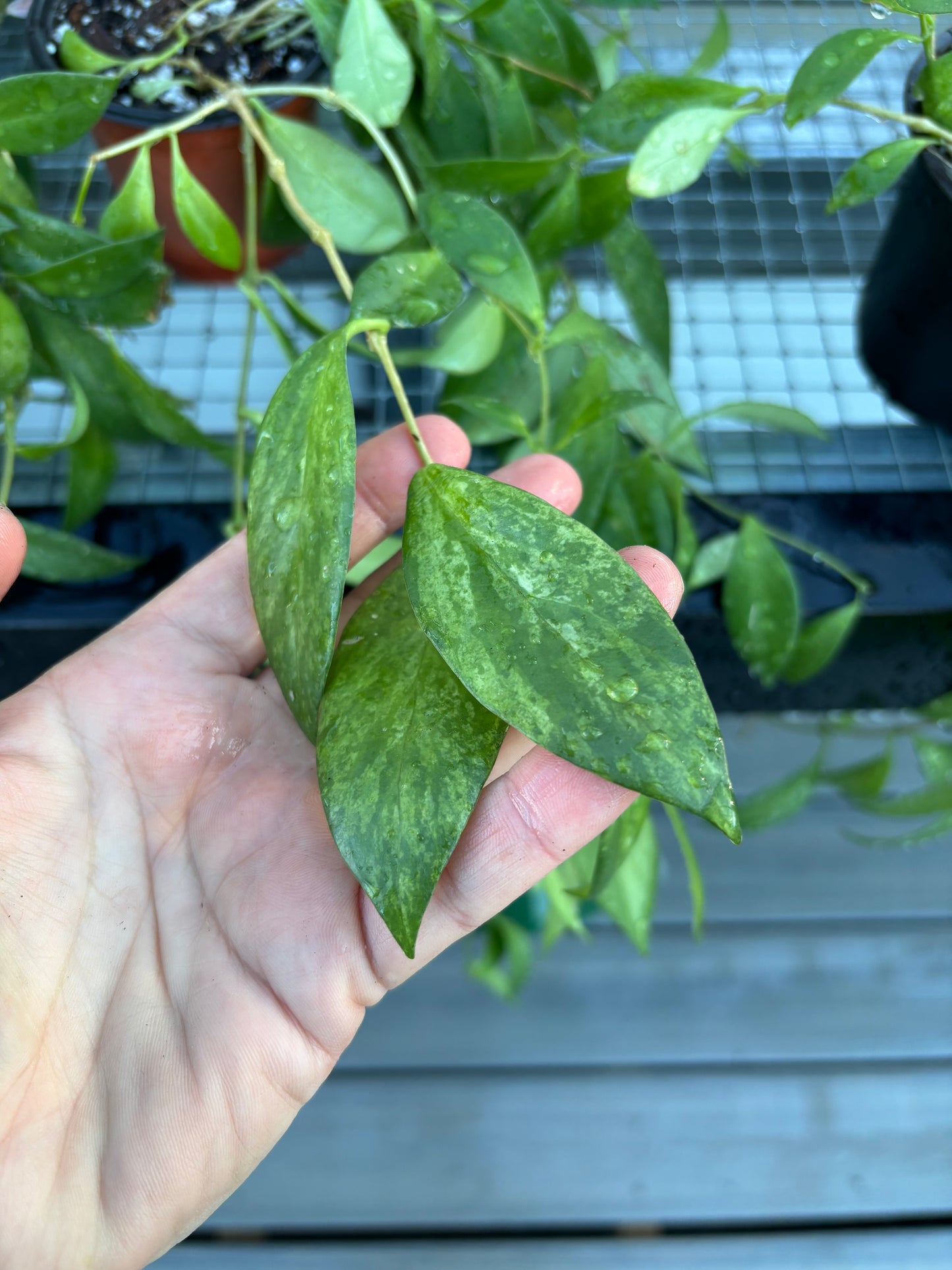 Mini Variegated Lipstick Plant
