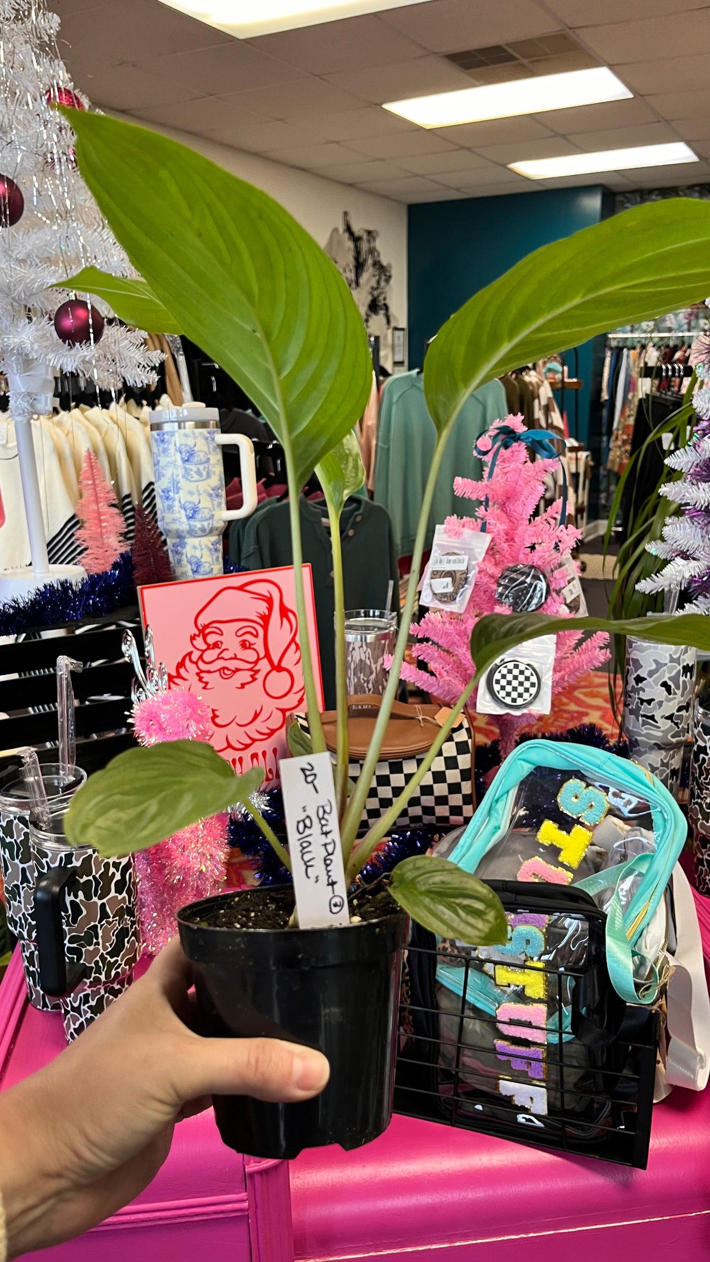 Bat Plant - Black