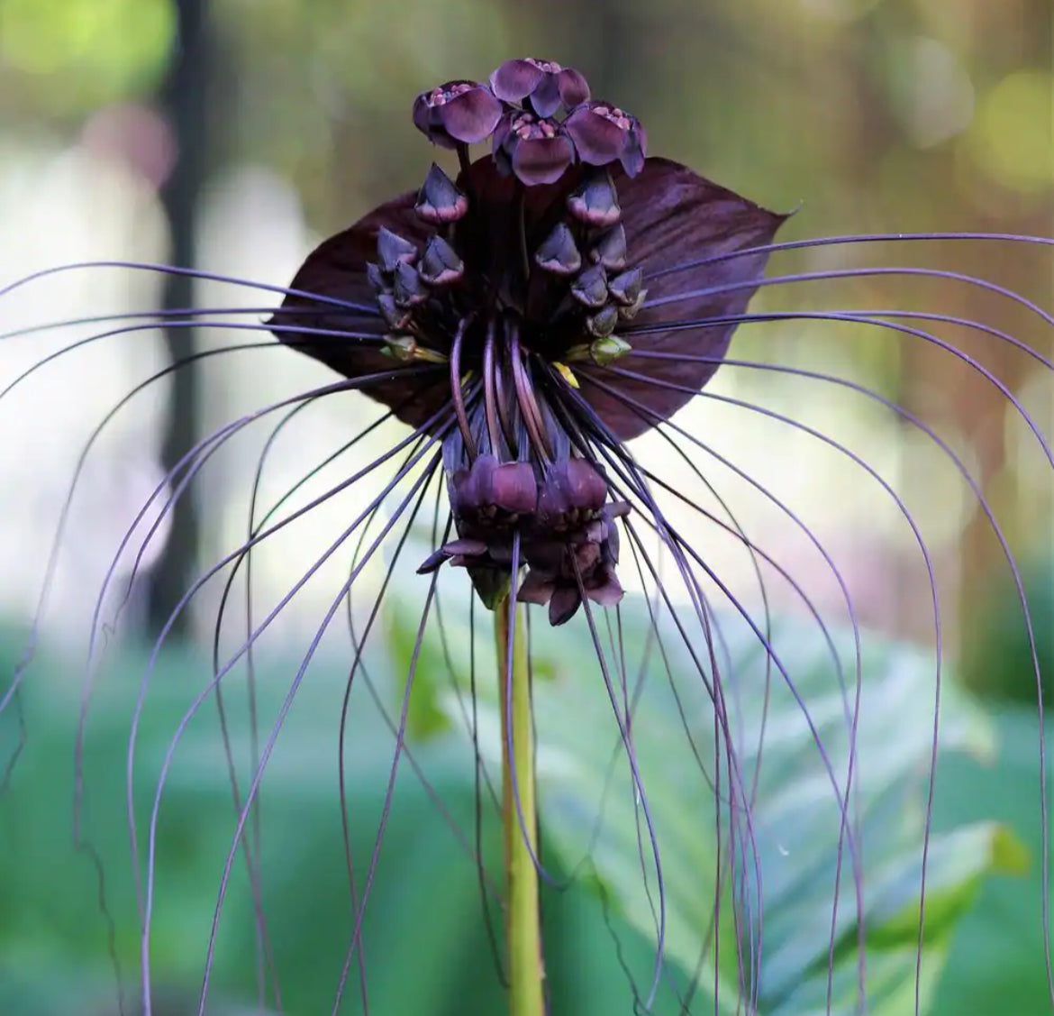 Bat Plant - Black
