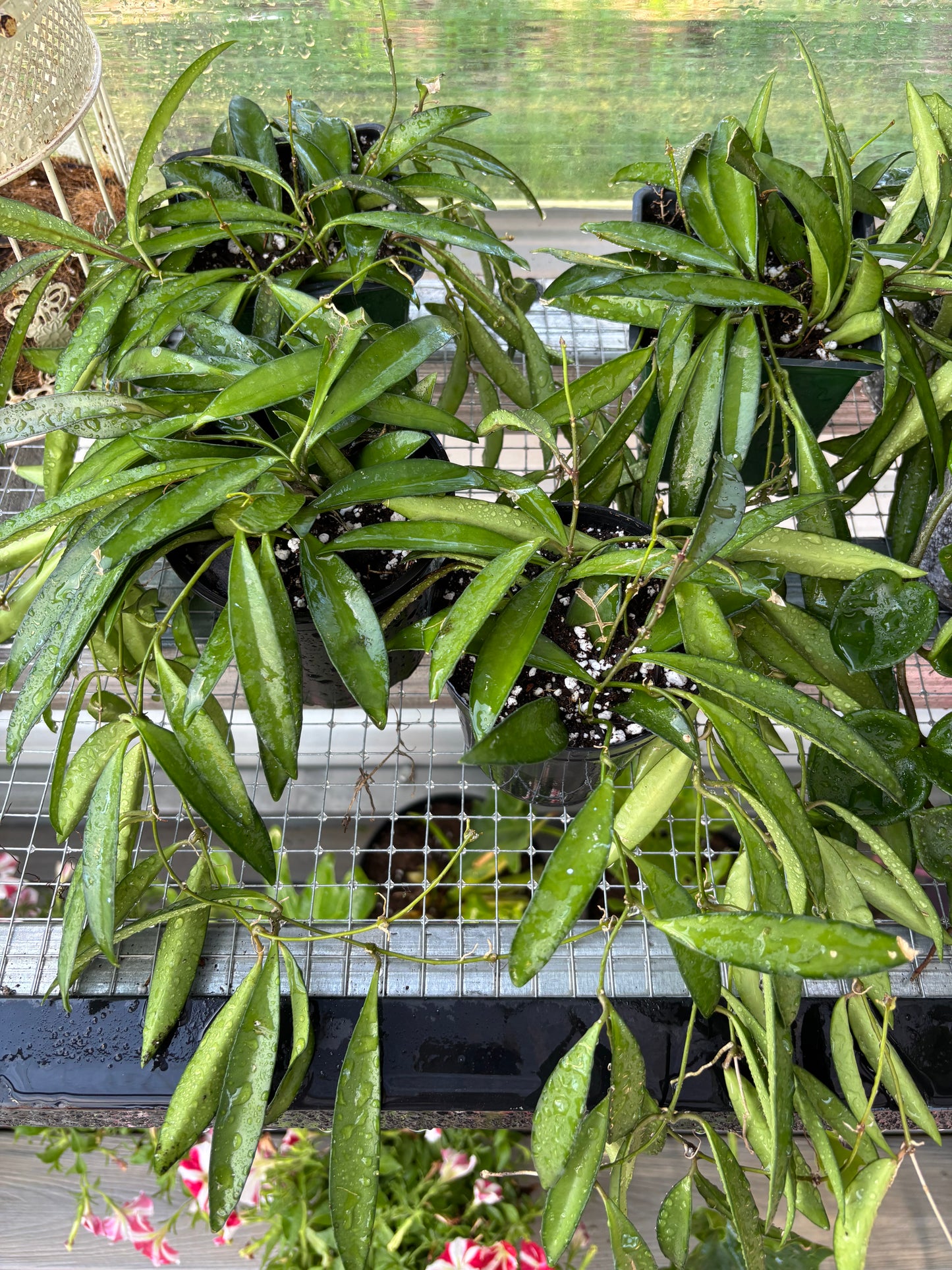 Hoya Wayetii