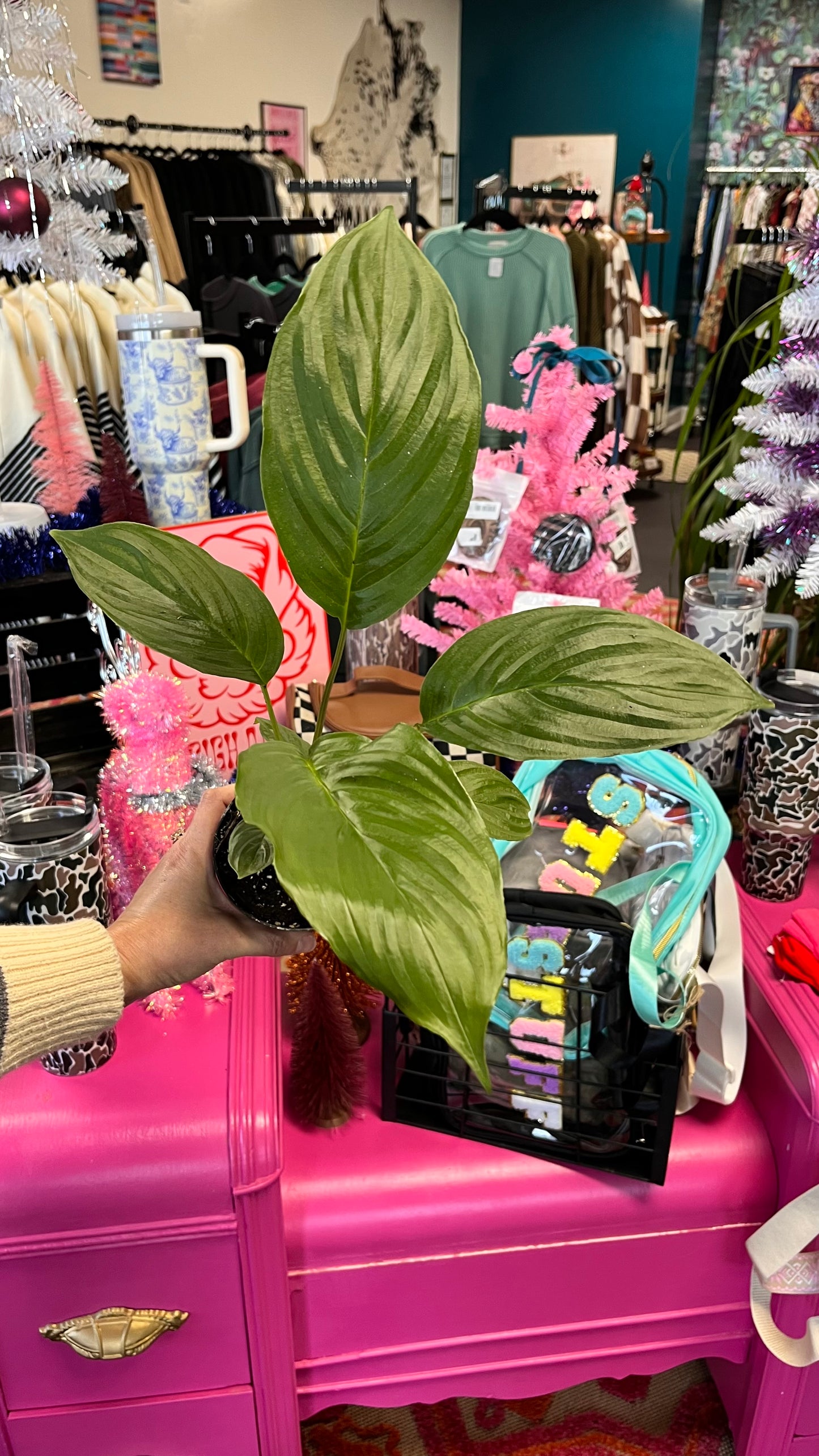 Bat Plant - Black