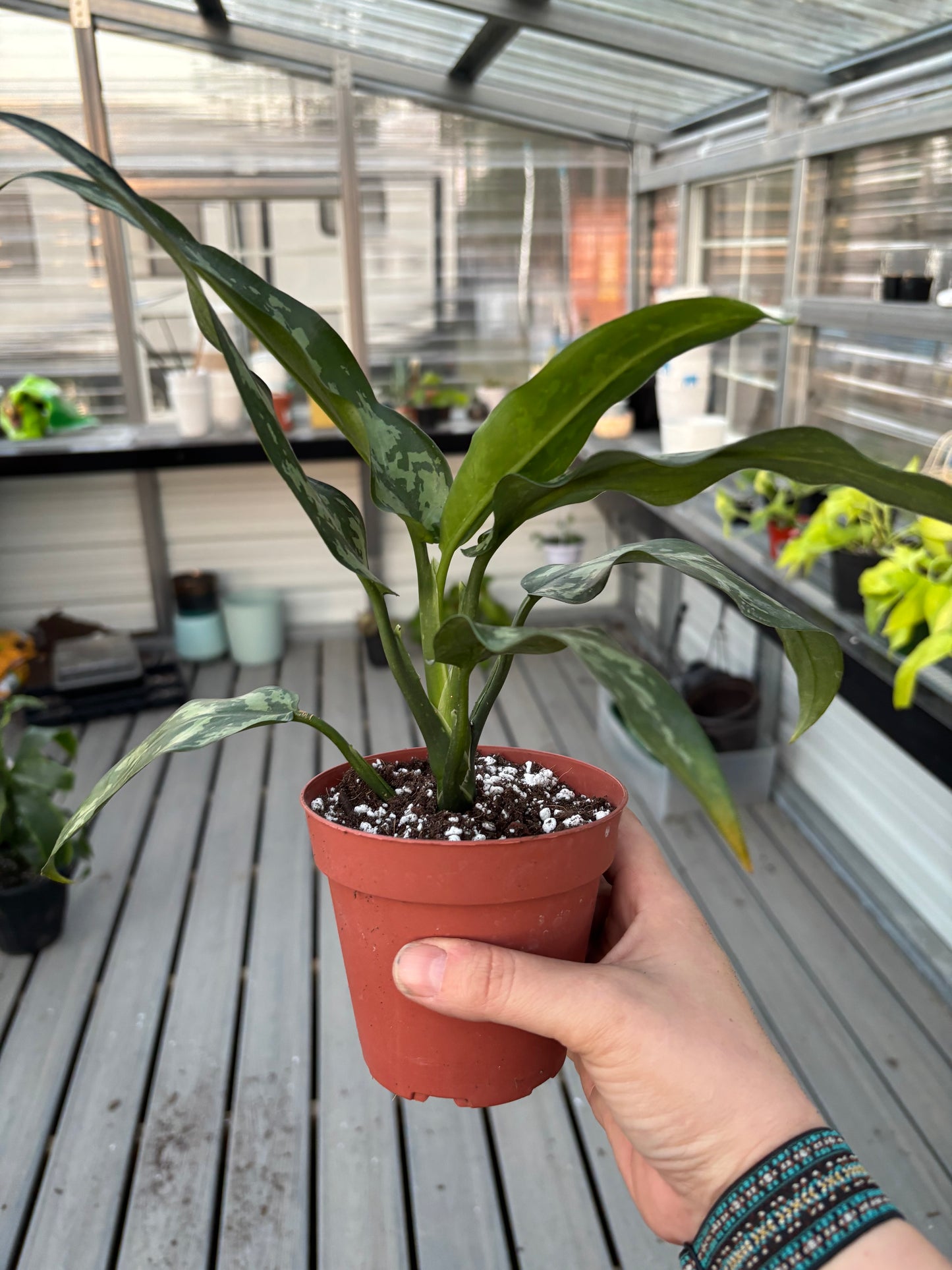 Aglaonema ‘Maria’