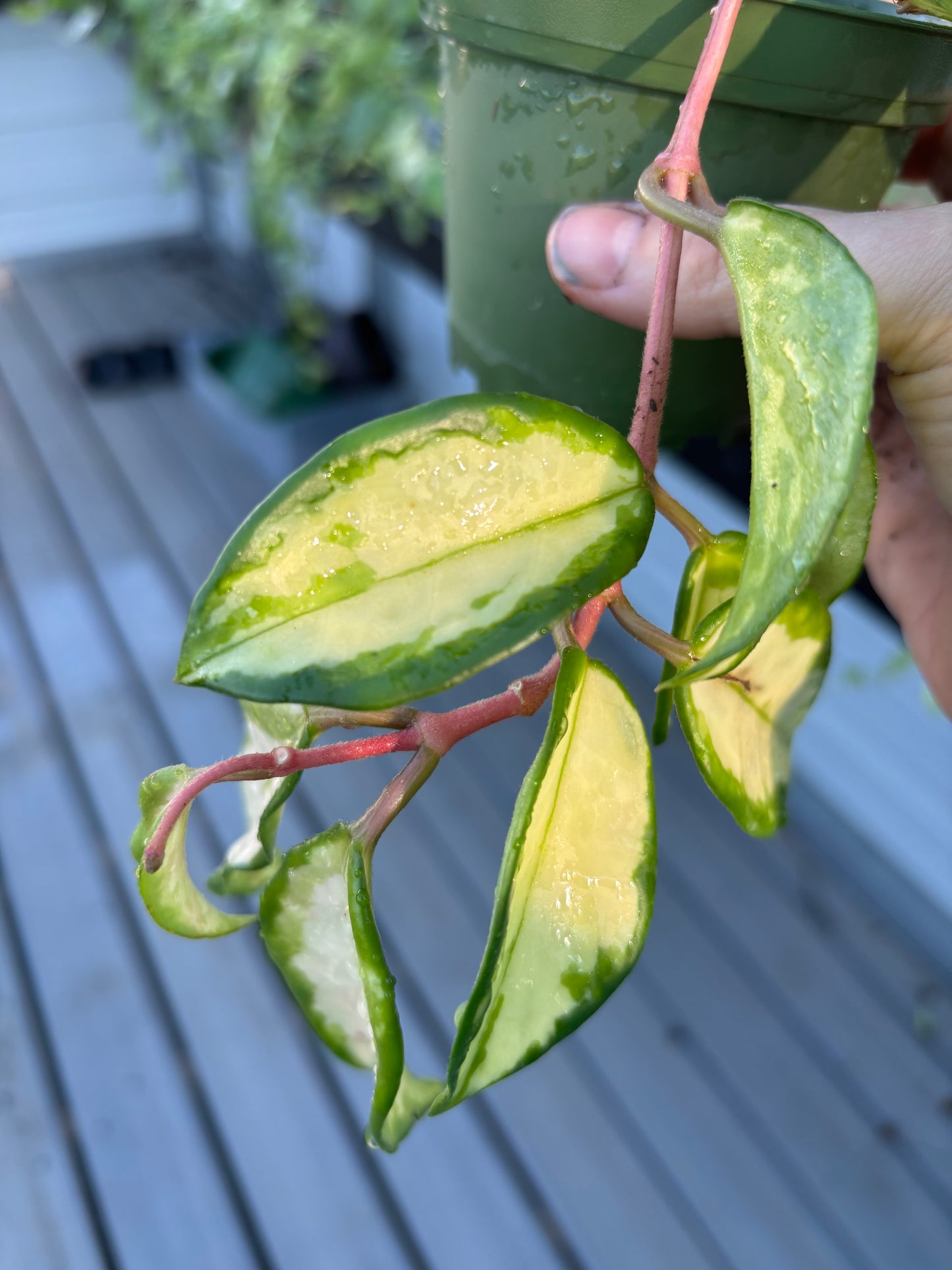 Hoya ‘Krimson Princess’