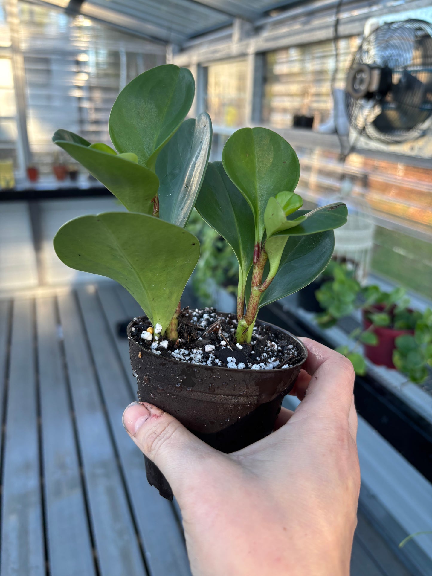 Peperomia Obtusifolia
