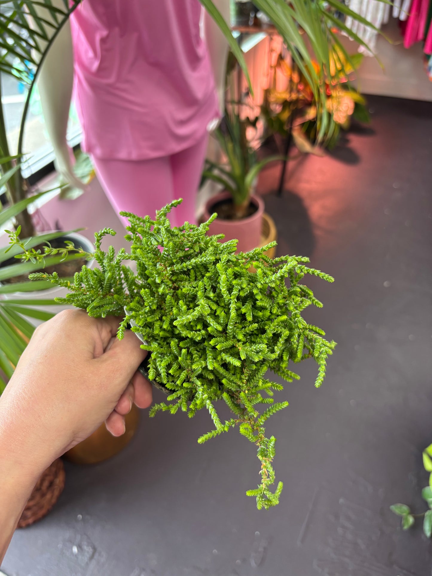 Crassula "Watch Chain''