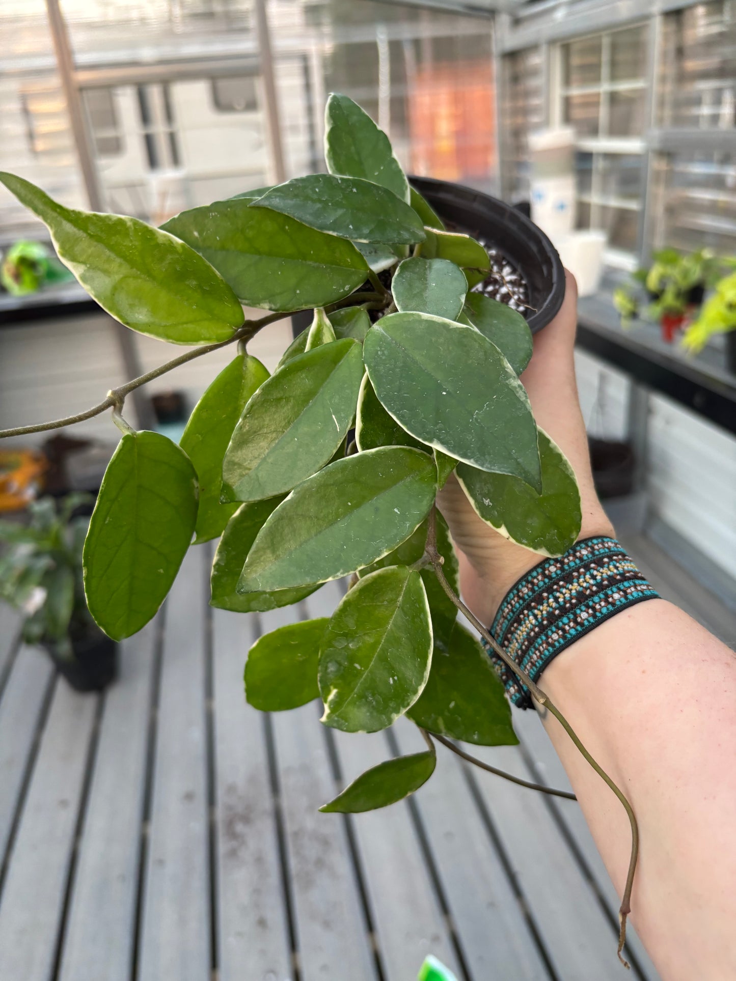 Hoya ‘Krimson Queen’