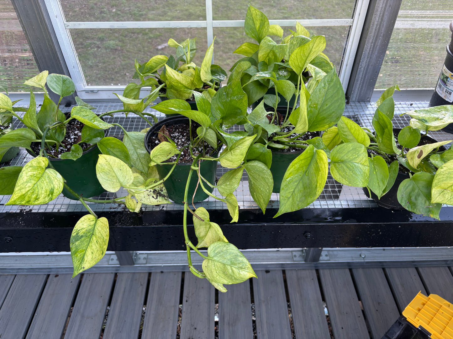 Pothos Jessina