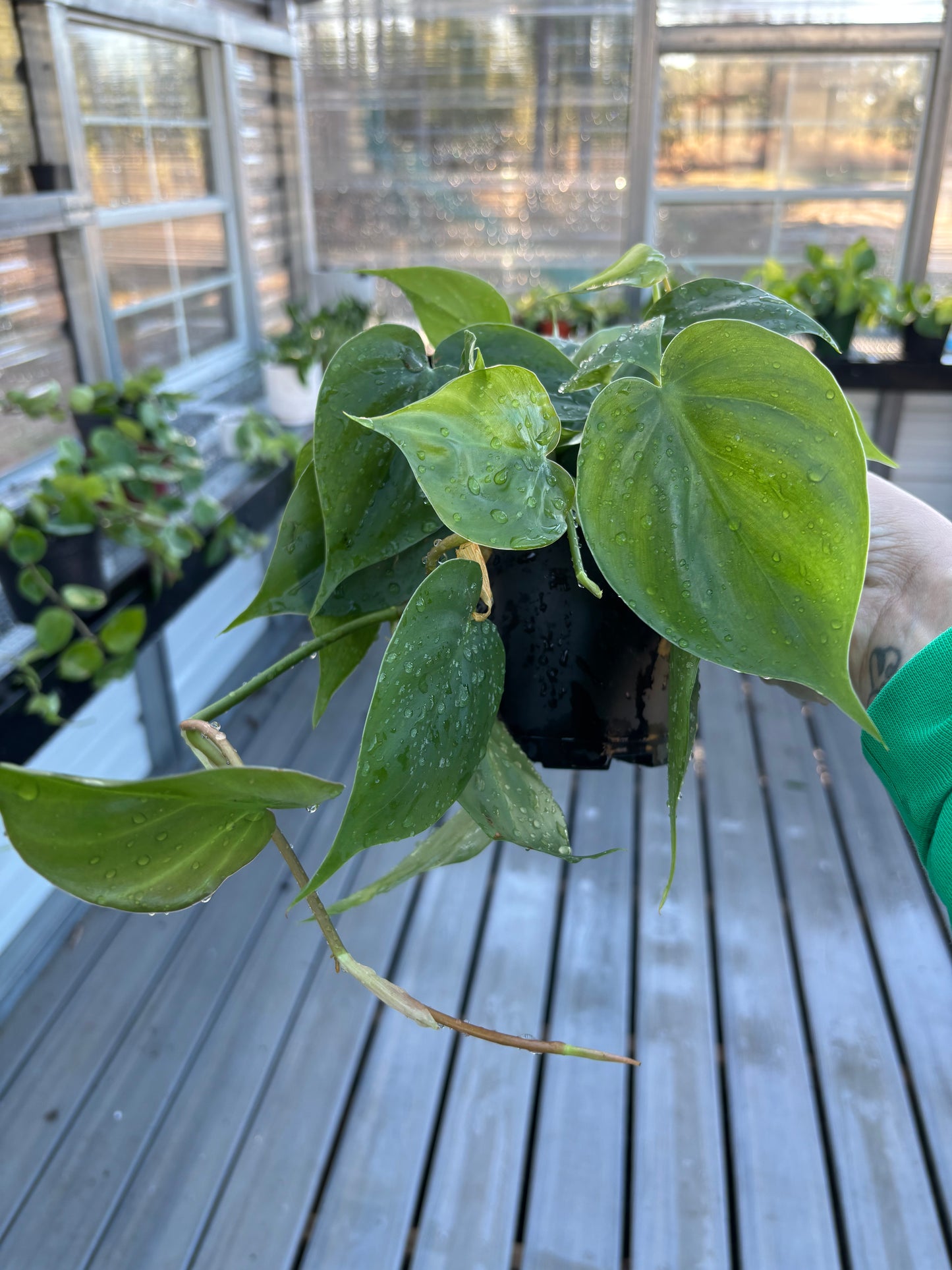 Philodendron Heartleaf