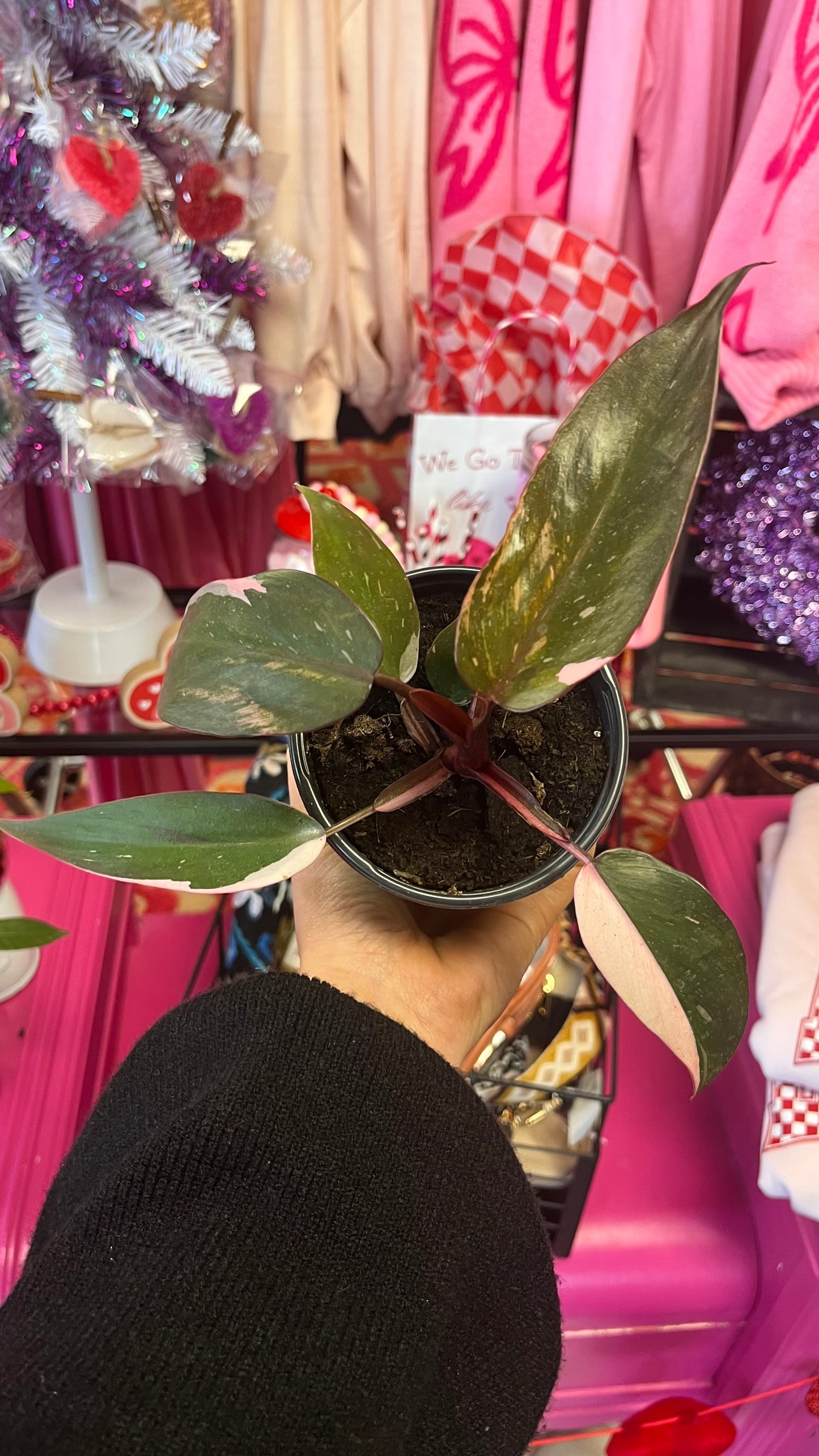 Philodendron Pink Princess