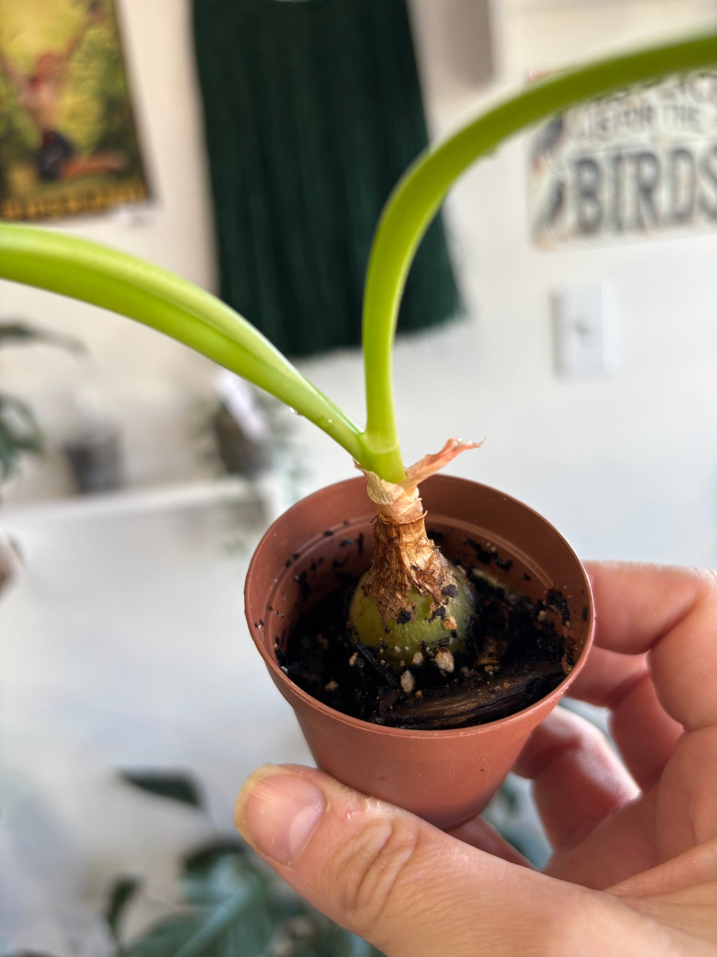 Pregnant Onion Plant