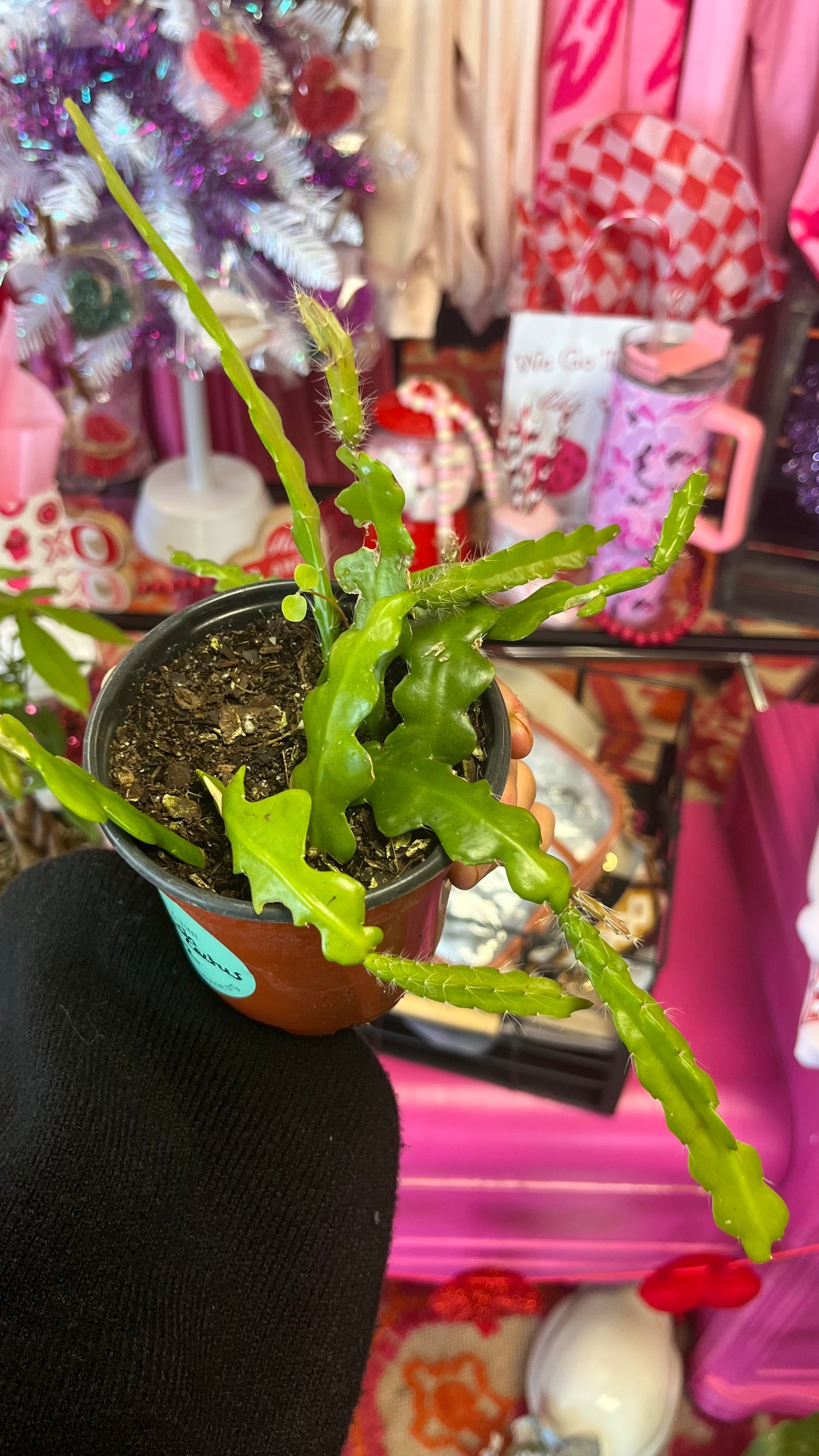 Fishbone Cactus