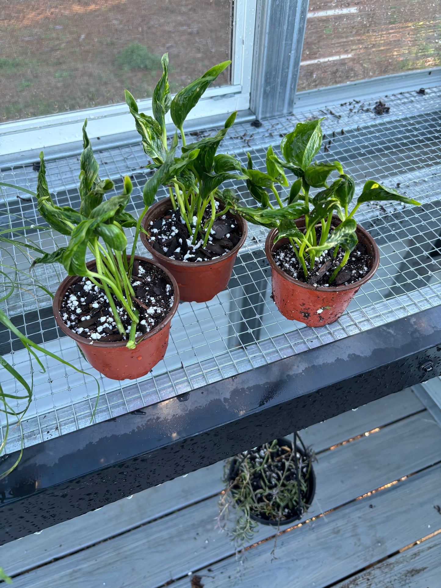 Pothos Shangri-La *Rare