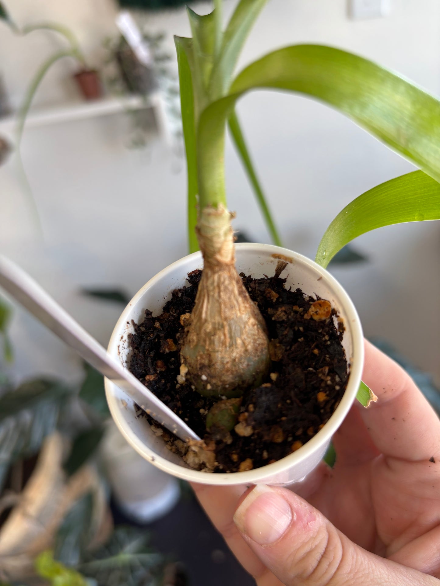 Pregnant Onion Plant