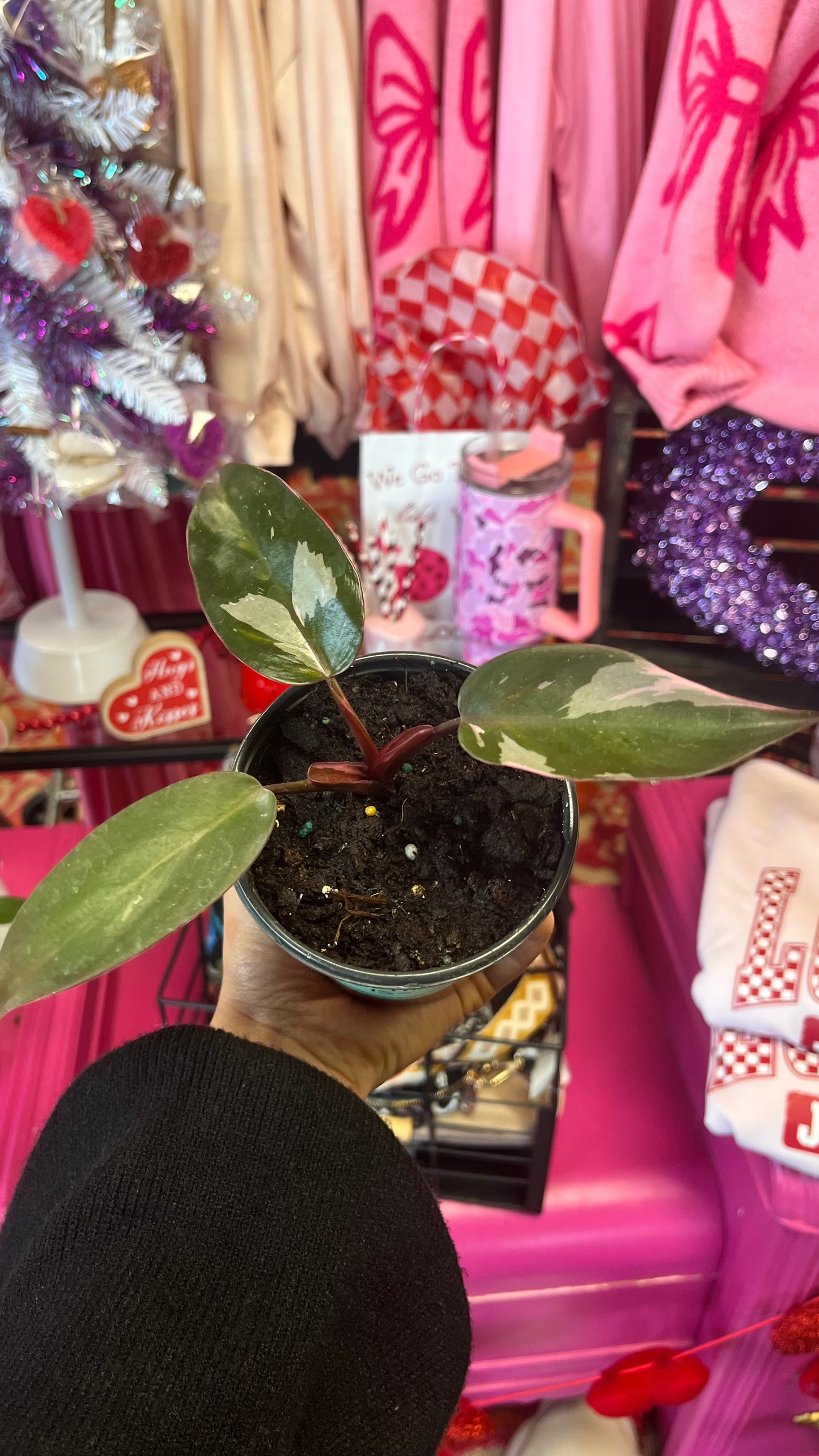Philodendron Pink Princess