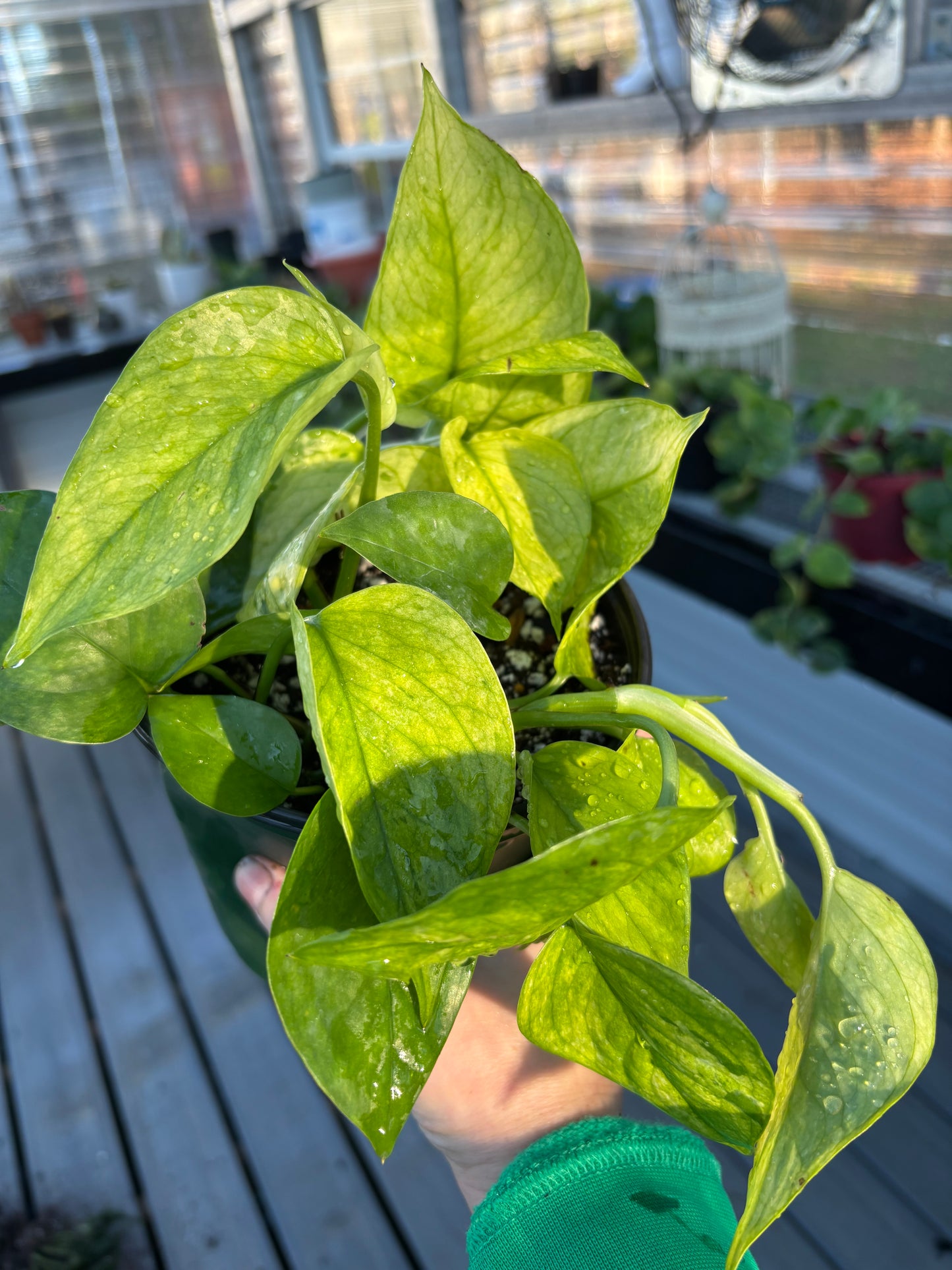Pothos Jessina