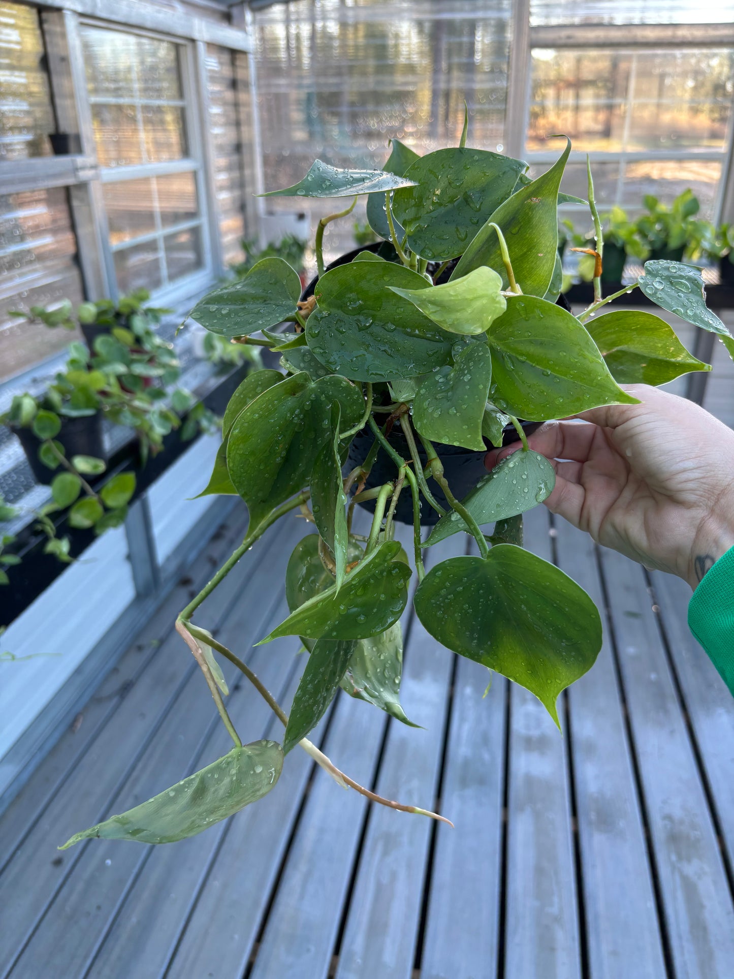 Philodendron Heartleaf
