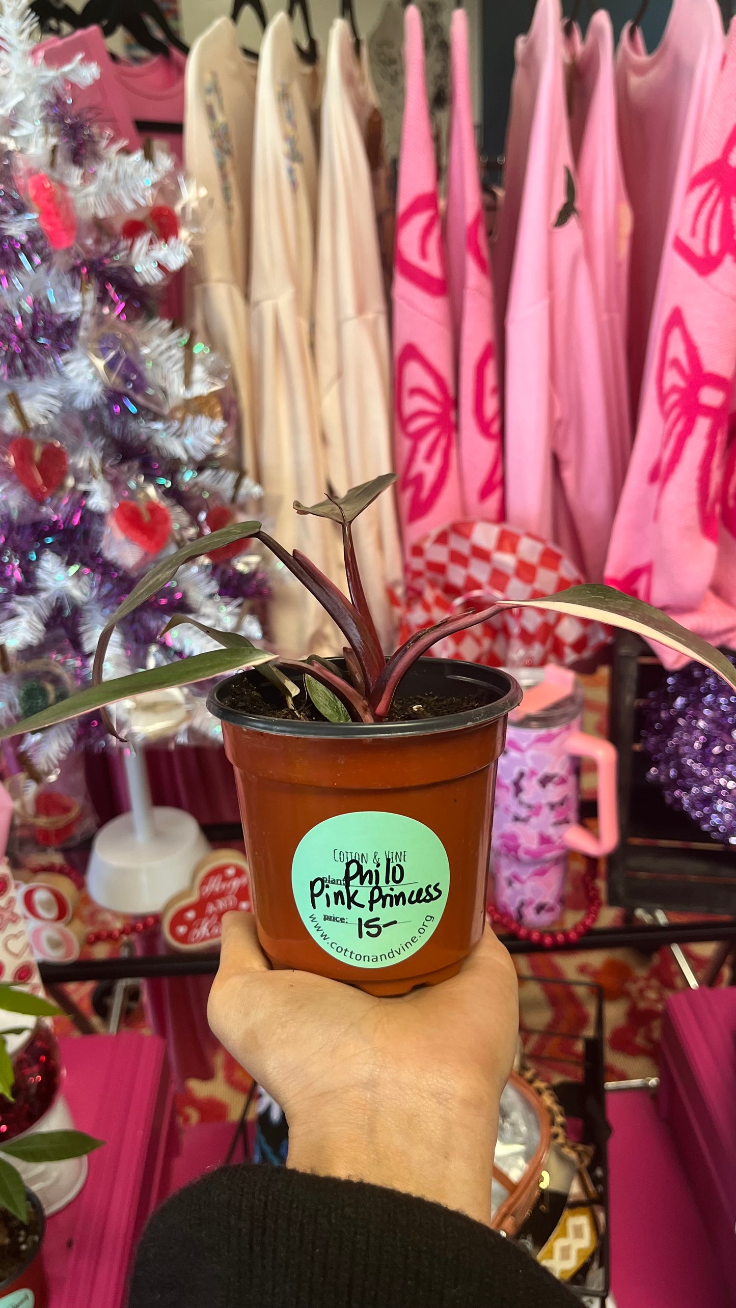 Philodendron Pink Princess