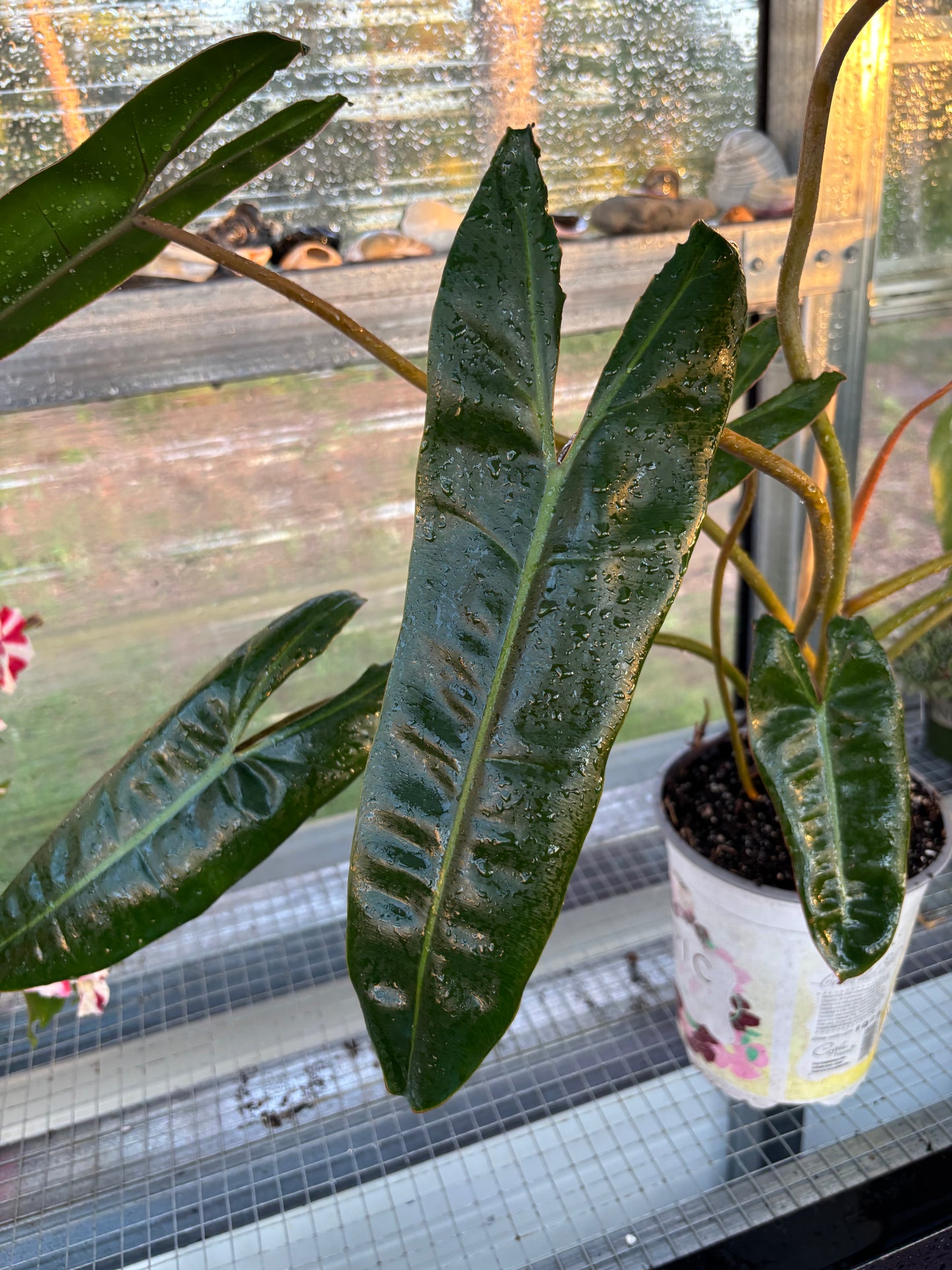 Philodendron Billietiae 6" Pot
