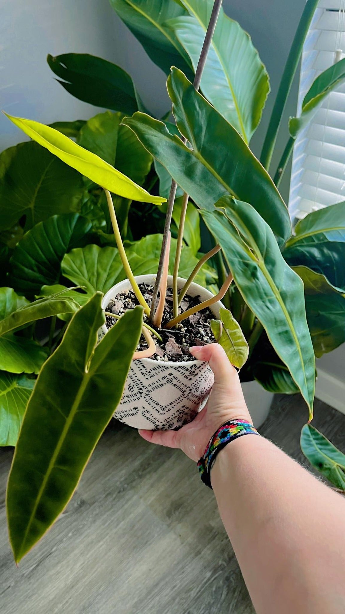 Philodendron Billietiae 6" Pot