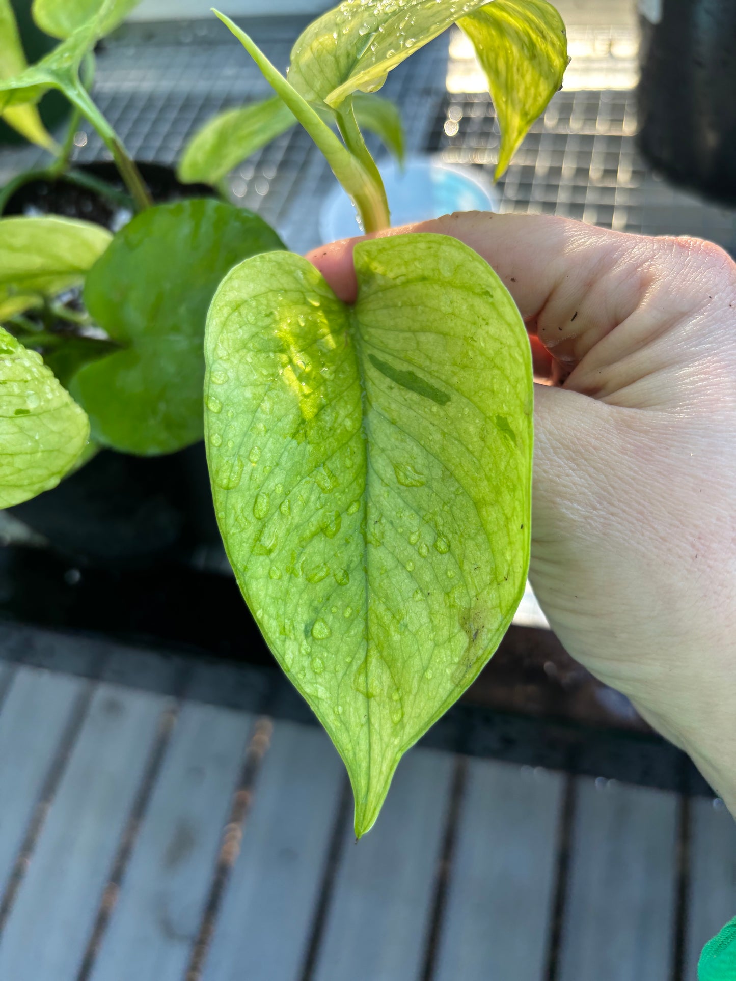 Pothos Jessina