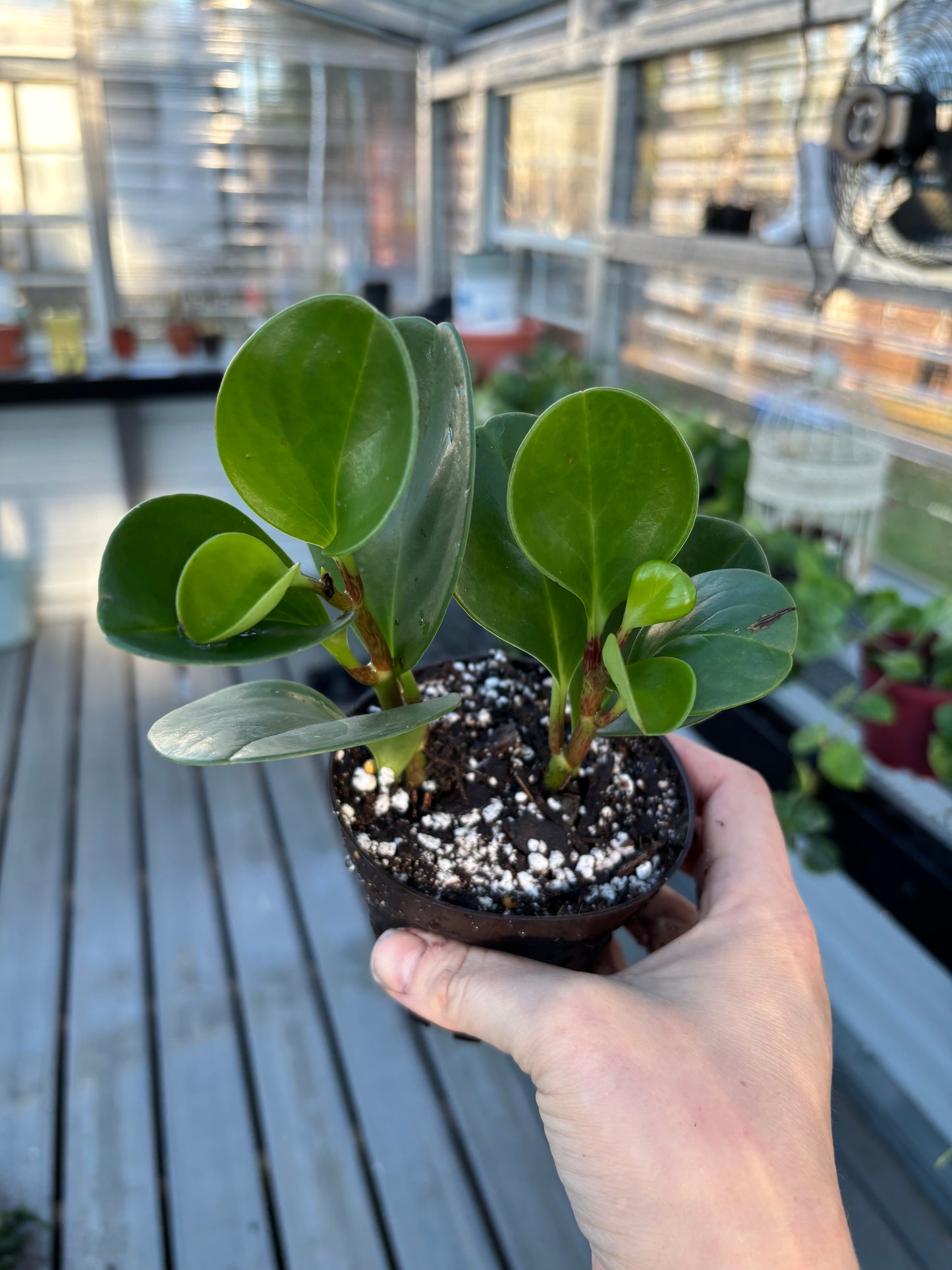 Peperomia Obtusifolia