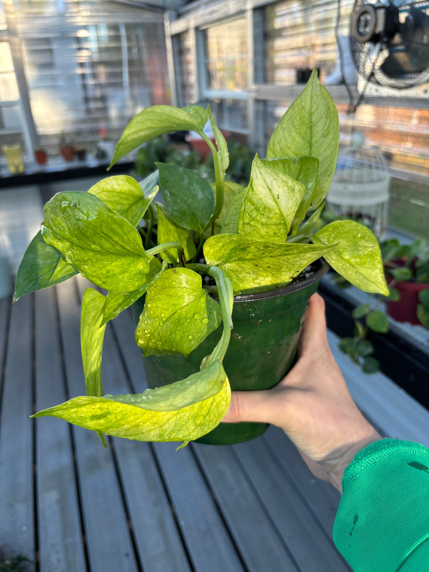 Pothos Jessina