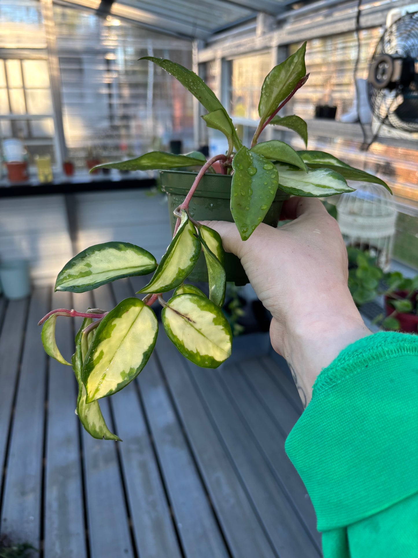 Hoya ‘Krimson Princess’