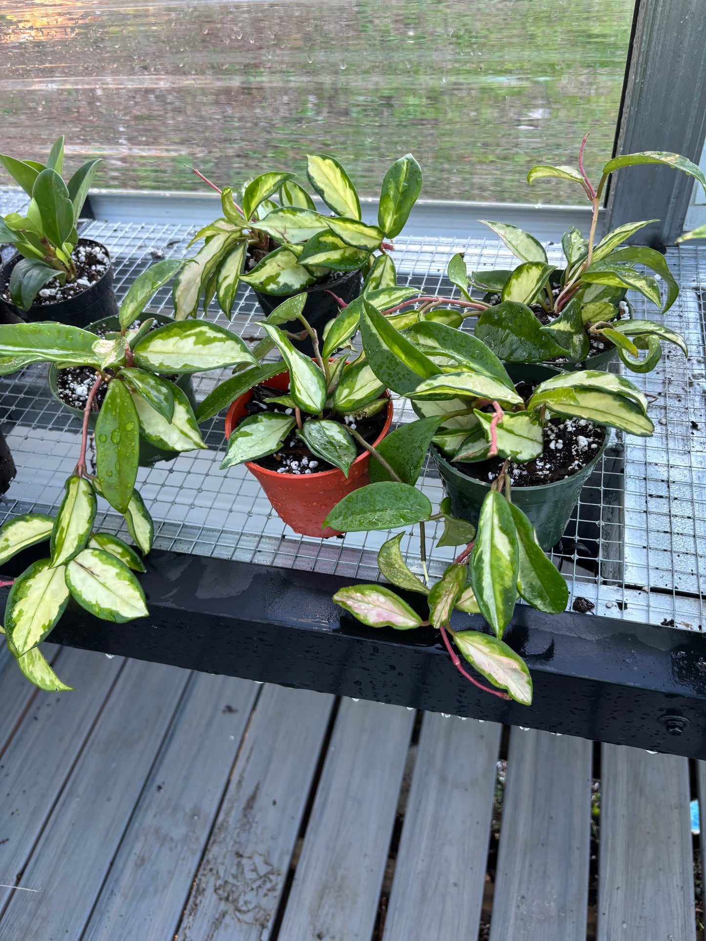 Hoya ‘Krimson Princess’