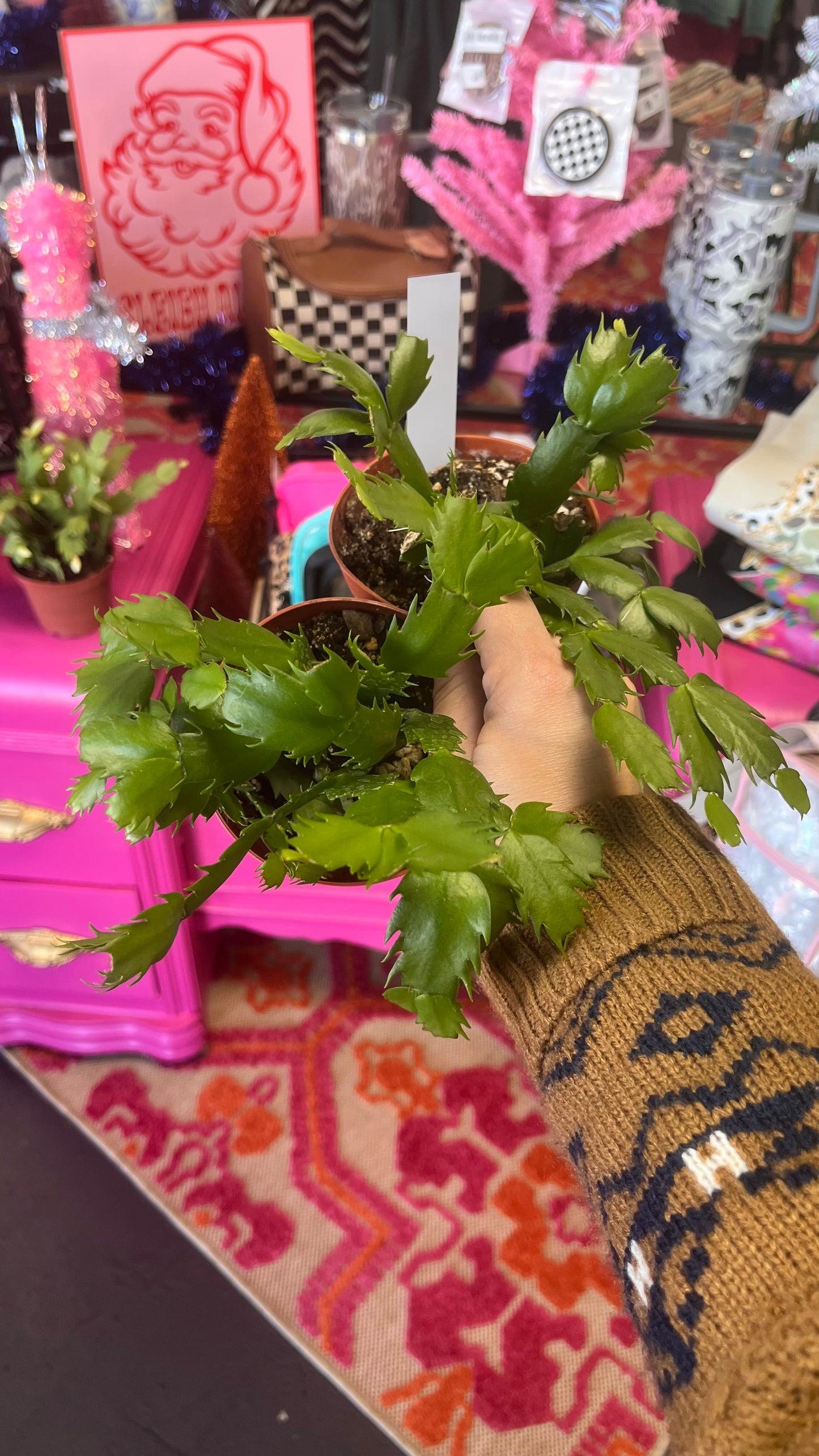 Thanksgiving Cactus- 4inch pot