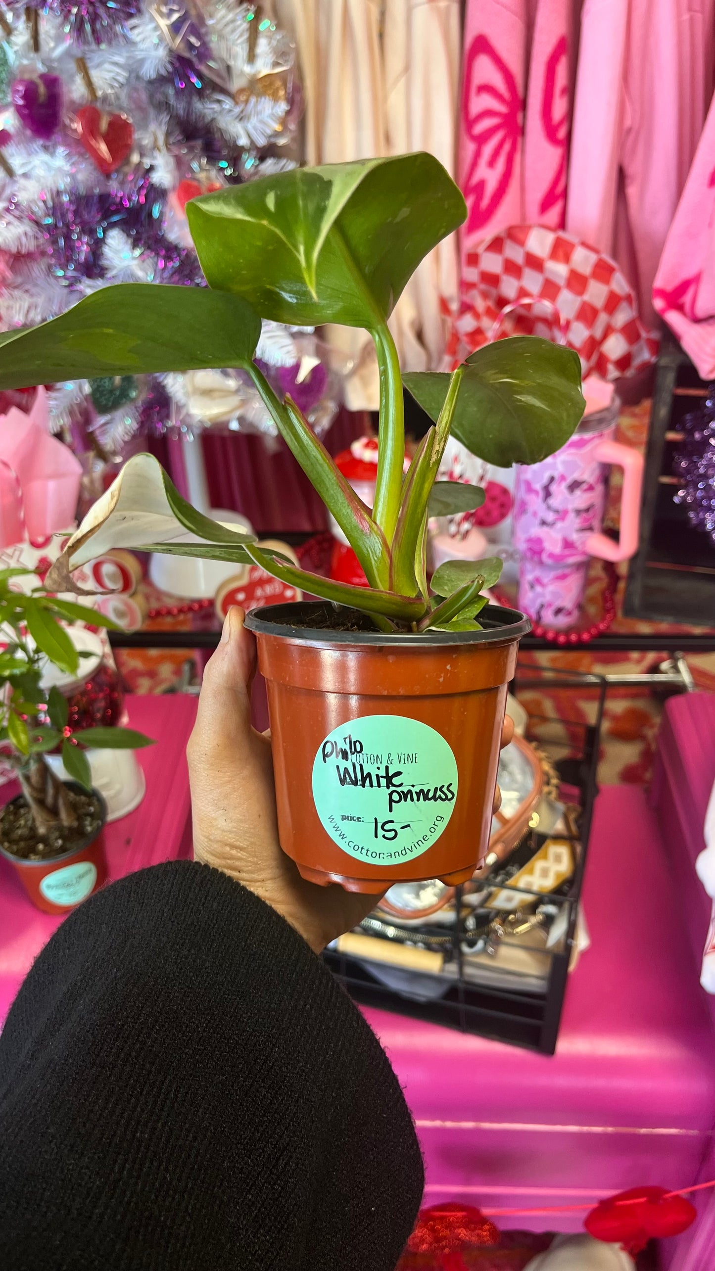 Philodendron White Princess
