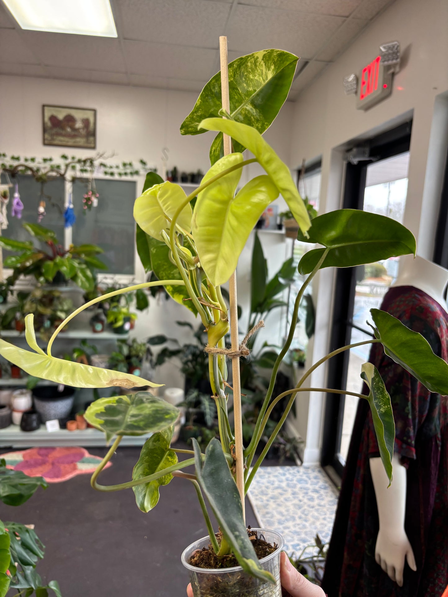 Philodendron Var. Burle Marx