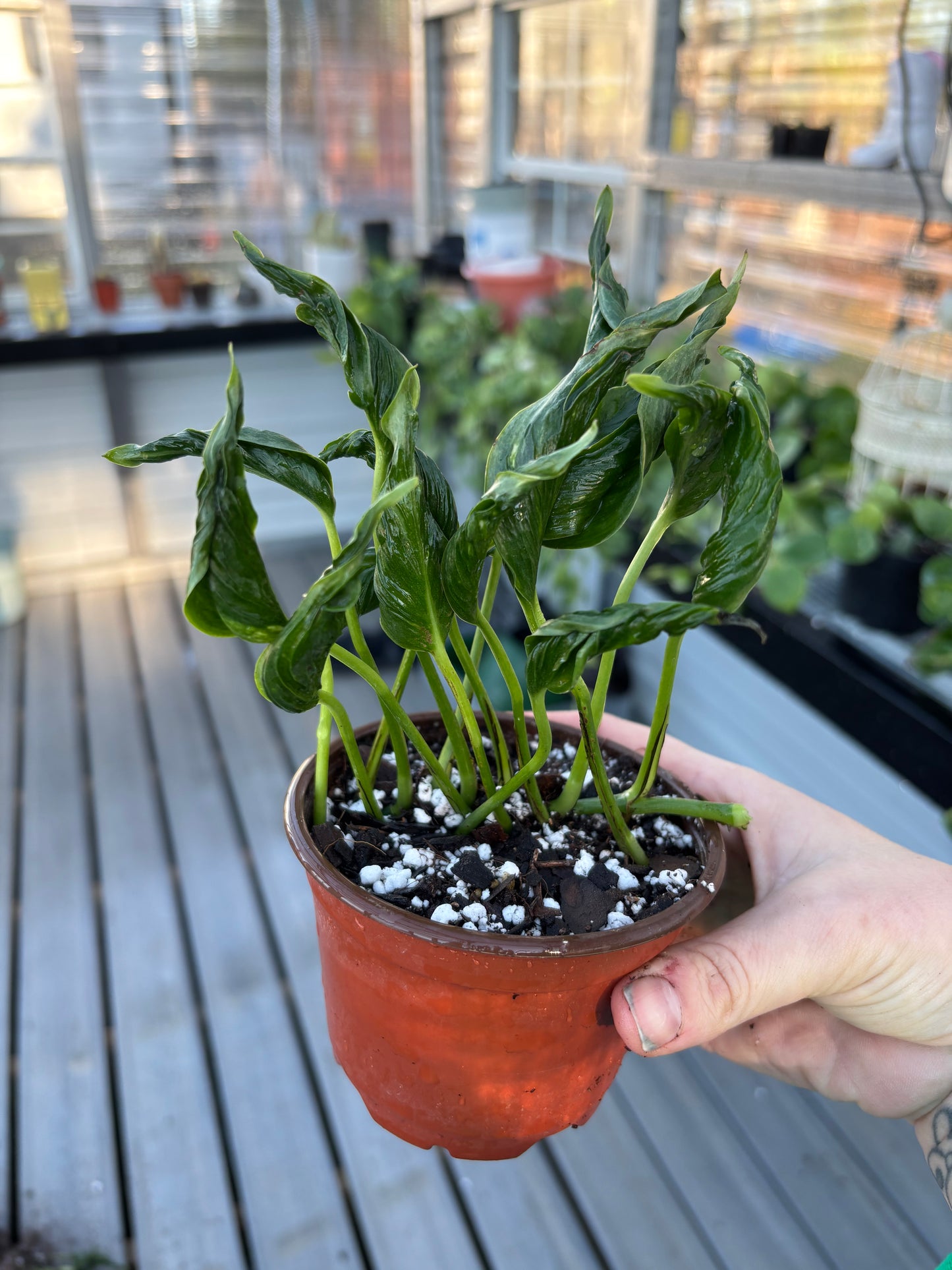 Pothos Shangri-La *Rare
