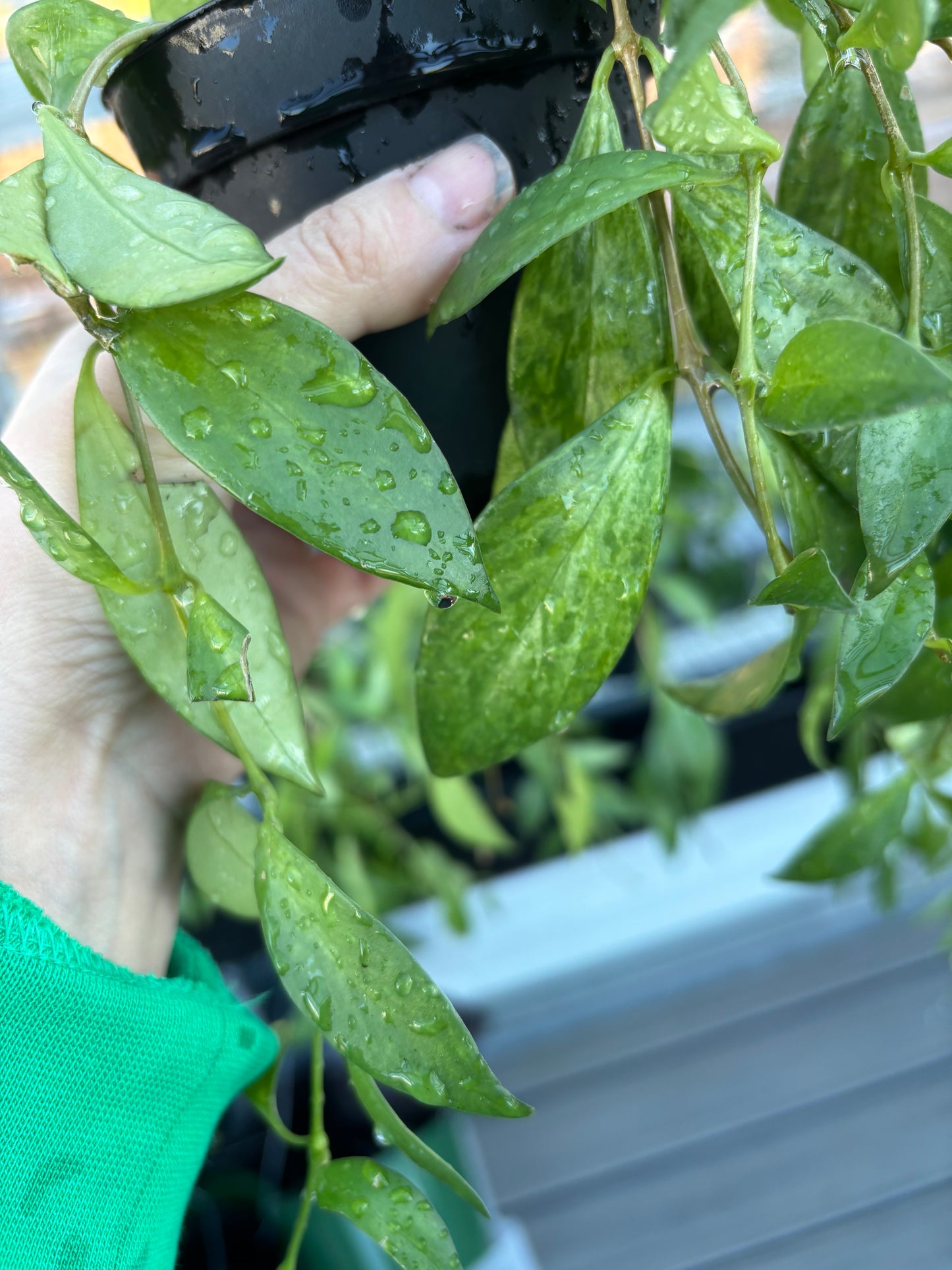 Mini Variegated Lipstick Plant