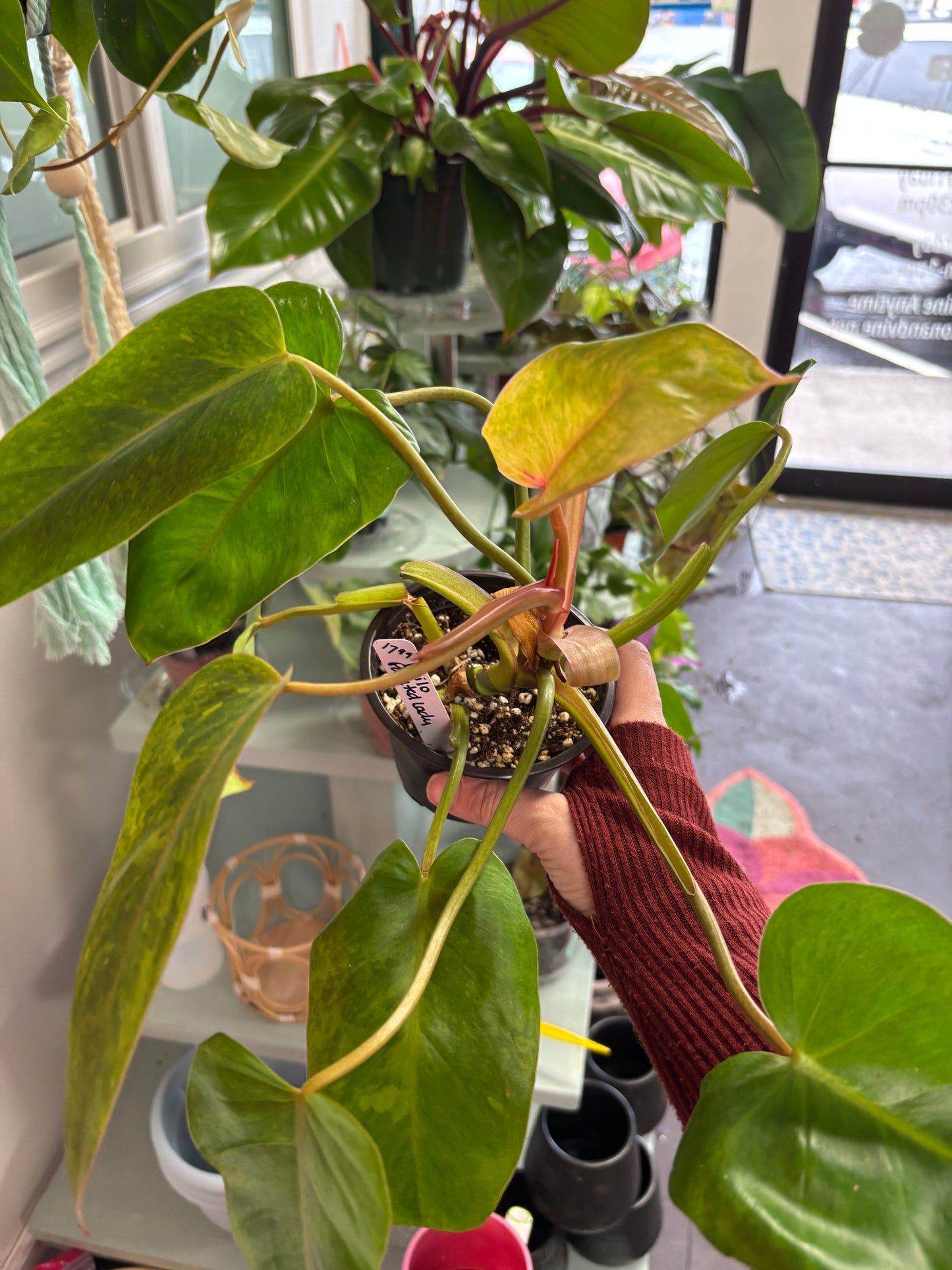 Philodendron Painted Lady