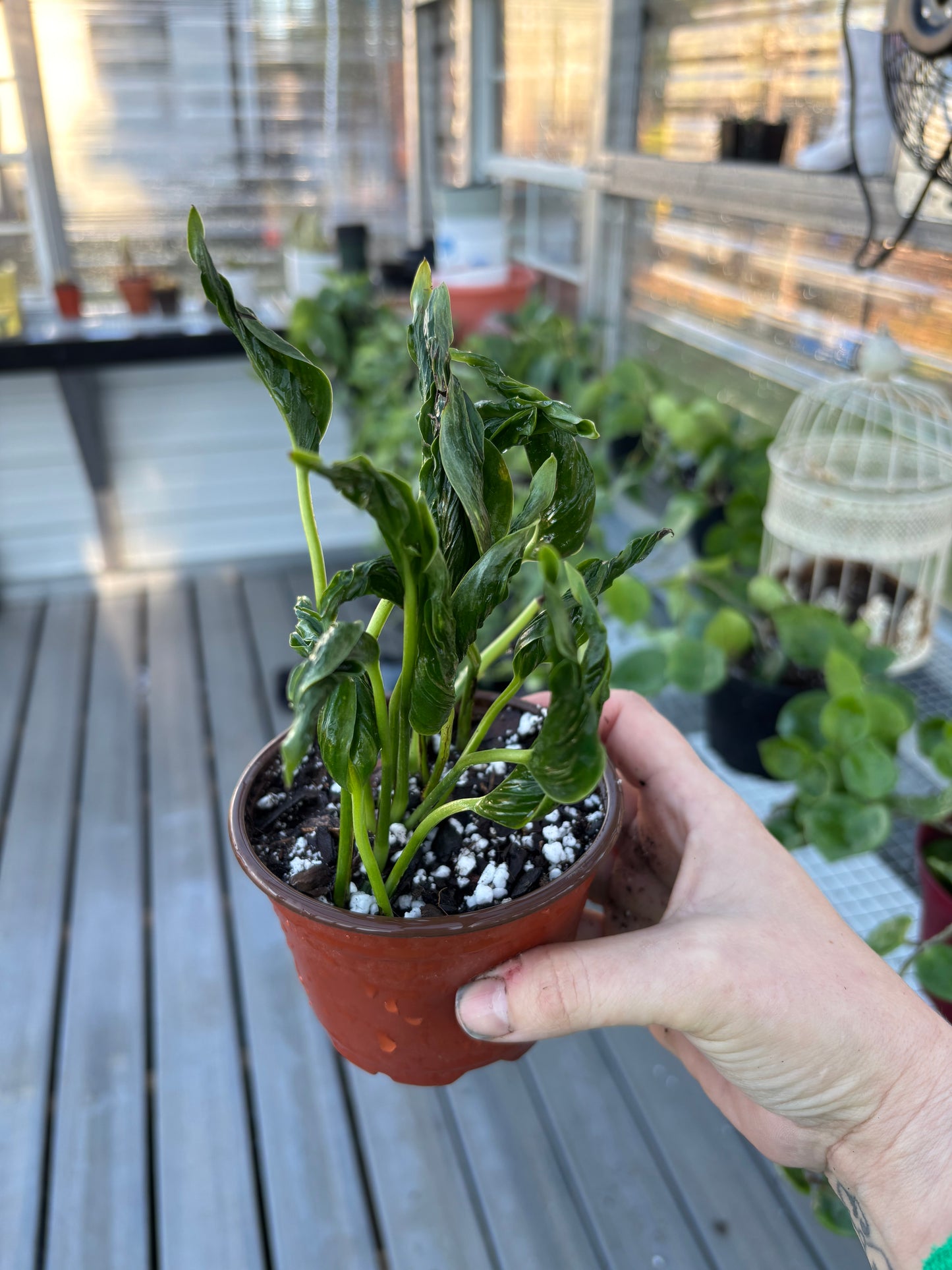 Pothos Shangri-La *Rare