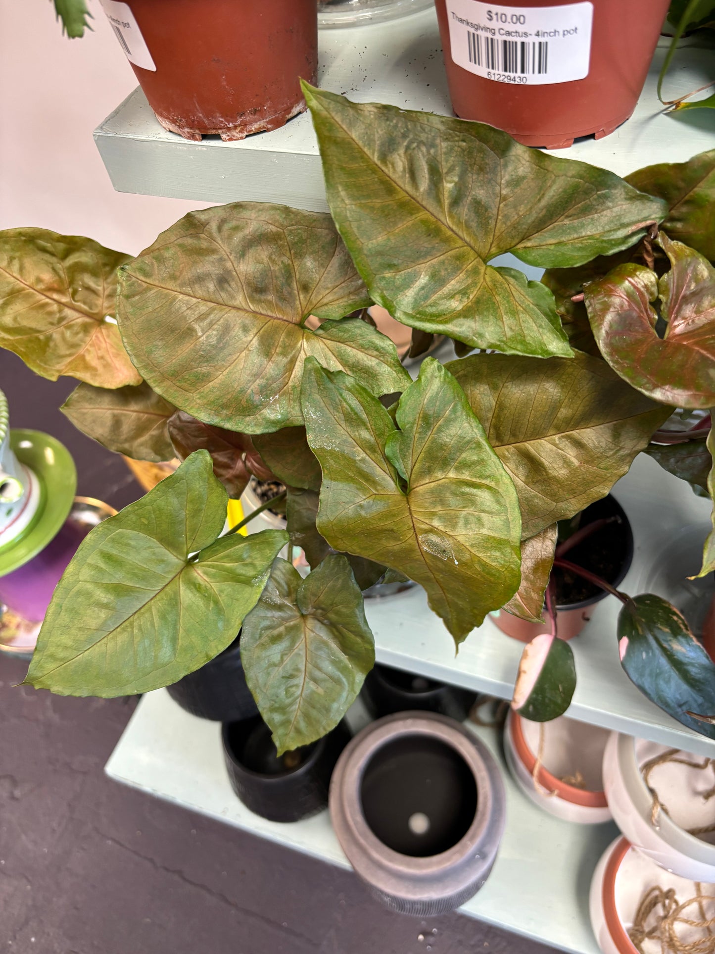 Syngonium Maria Allusion