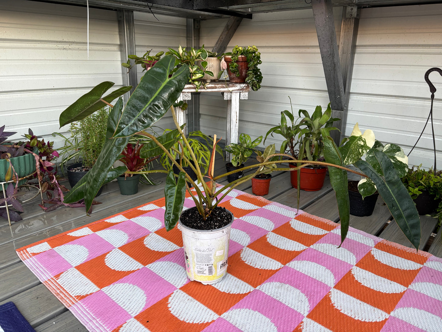 Philodendron Billietiae 6" Pot